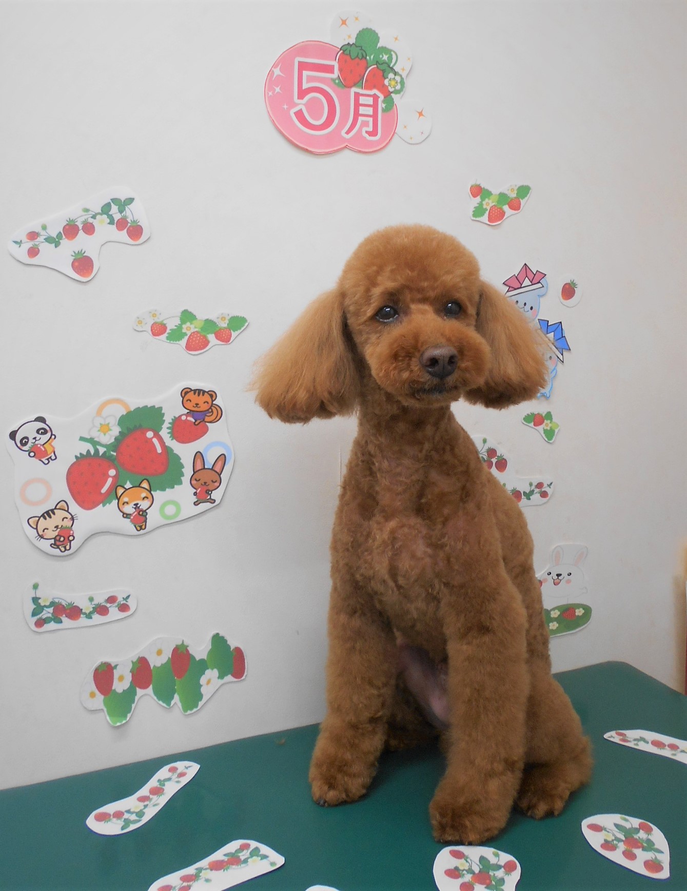 トリミングサロン シュシュどうぶつ病院からのお知らせ 2021-05-06