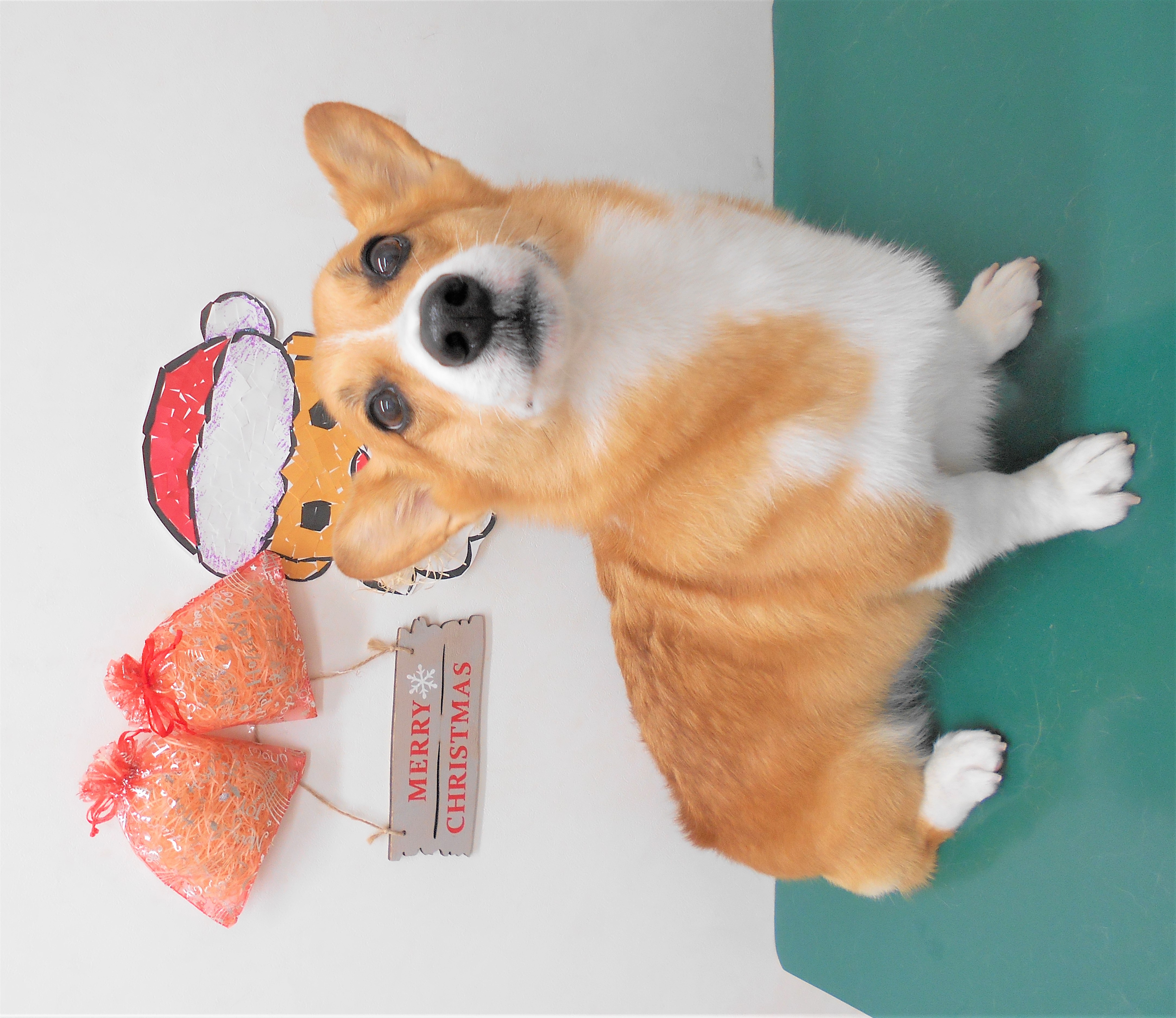 トリミングサロン シュシュどうぶつ病院からのお知らせ 2018-12-22