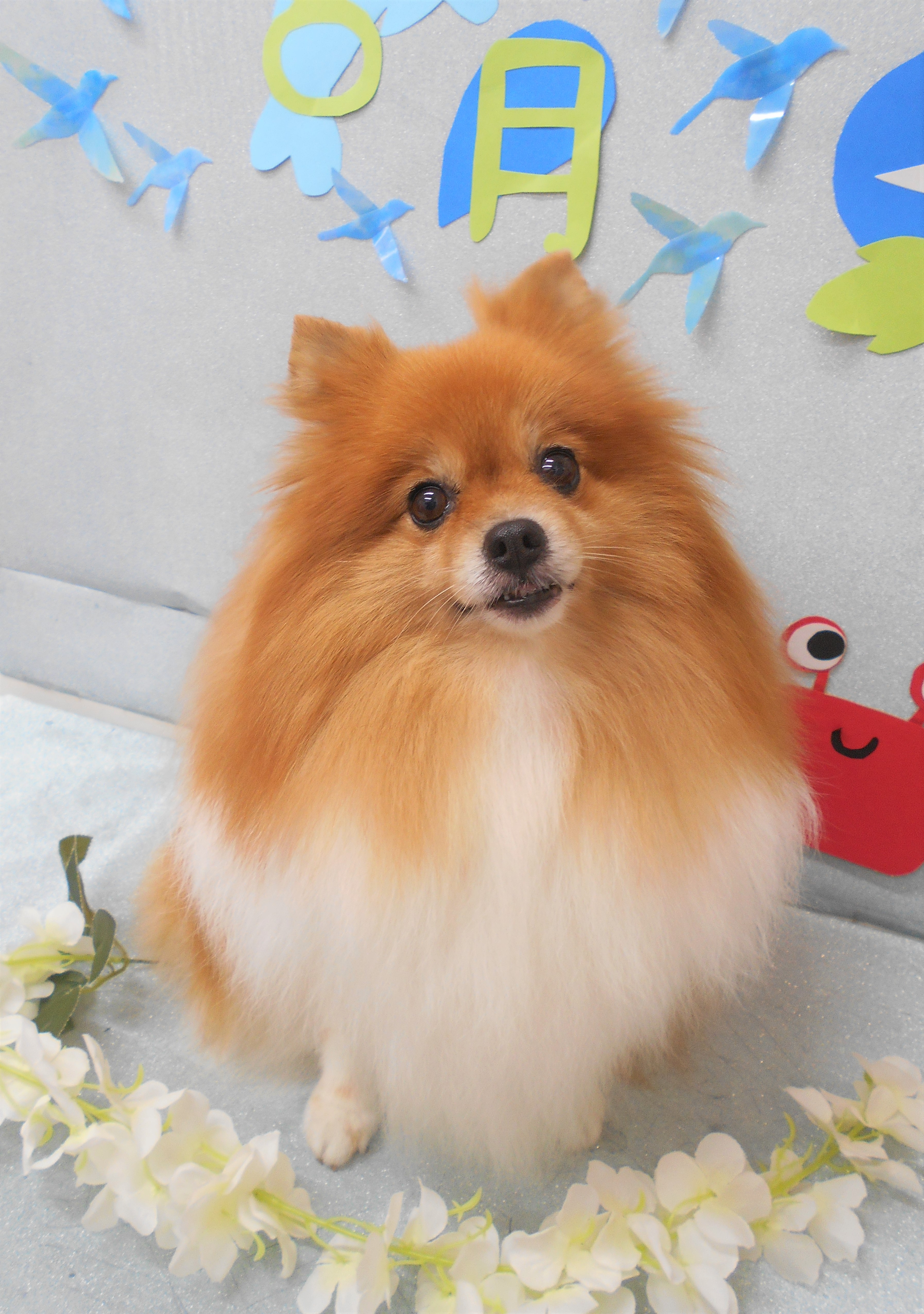トリミングサロン シュシュどうぶつ病院からのお知らせ 2019-08-27
