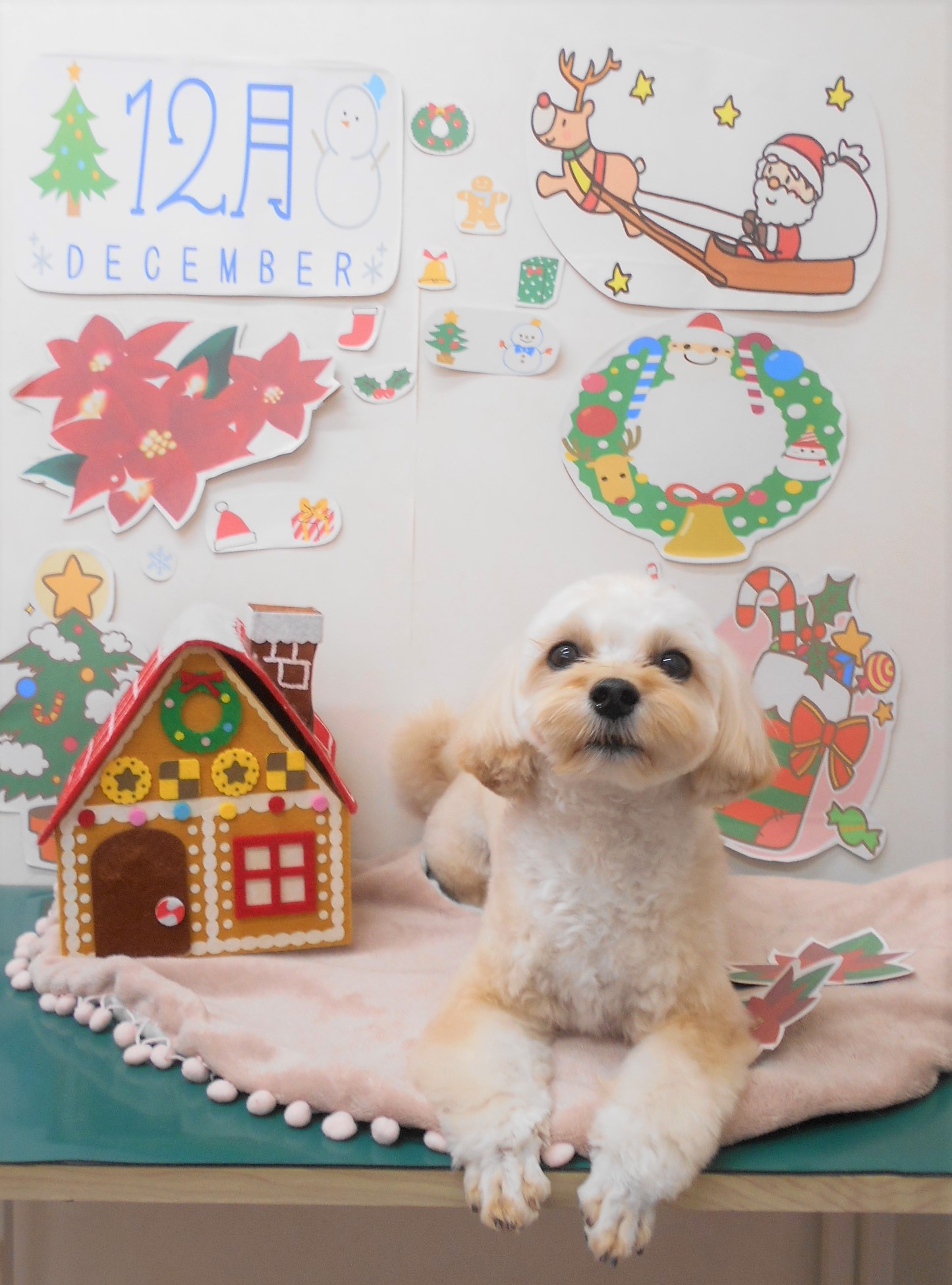 トリミングサロン シュシュどうぶつ病院からのお知らせ 2021-12-25