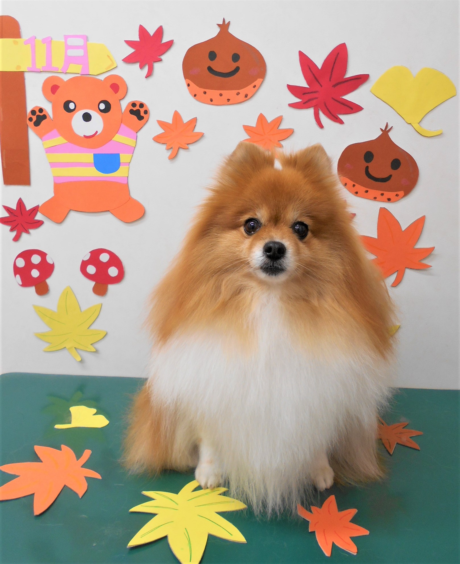 トリミングサロン シュシュどうぶつ病院からのお知らせ 2019-11-26