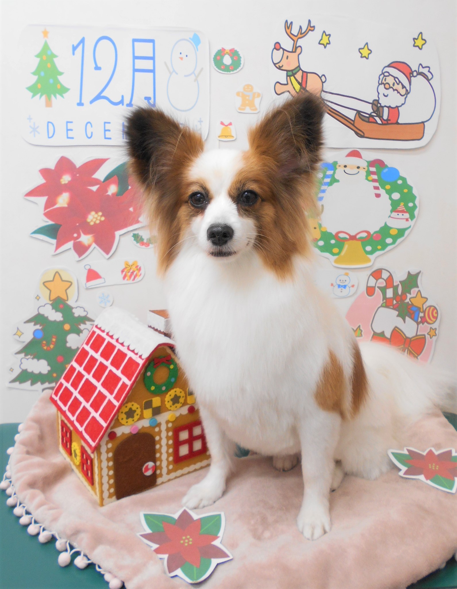 トリミングサロン シュシュどうぶつ病院からのお知らせ 2021-12-12
