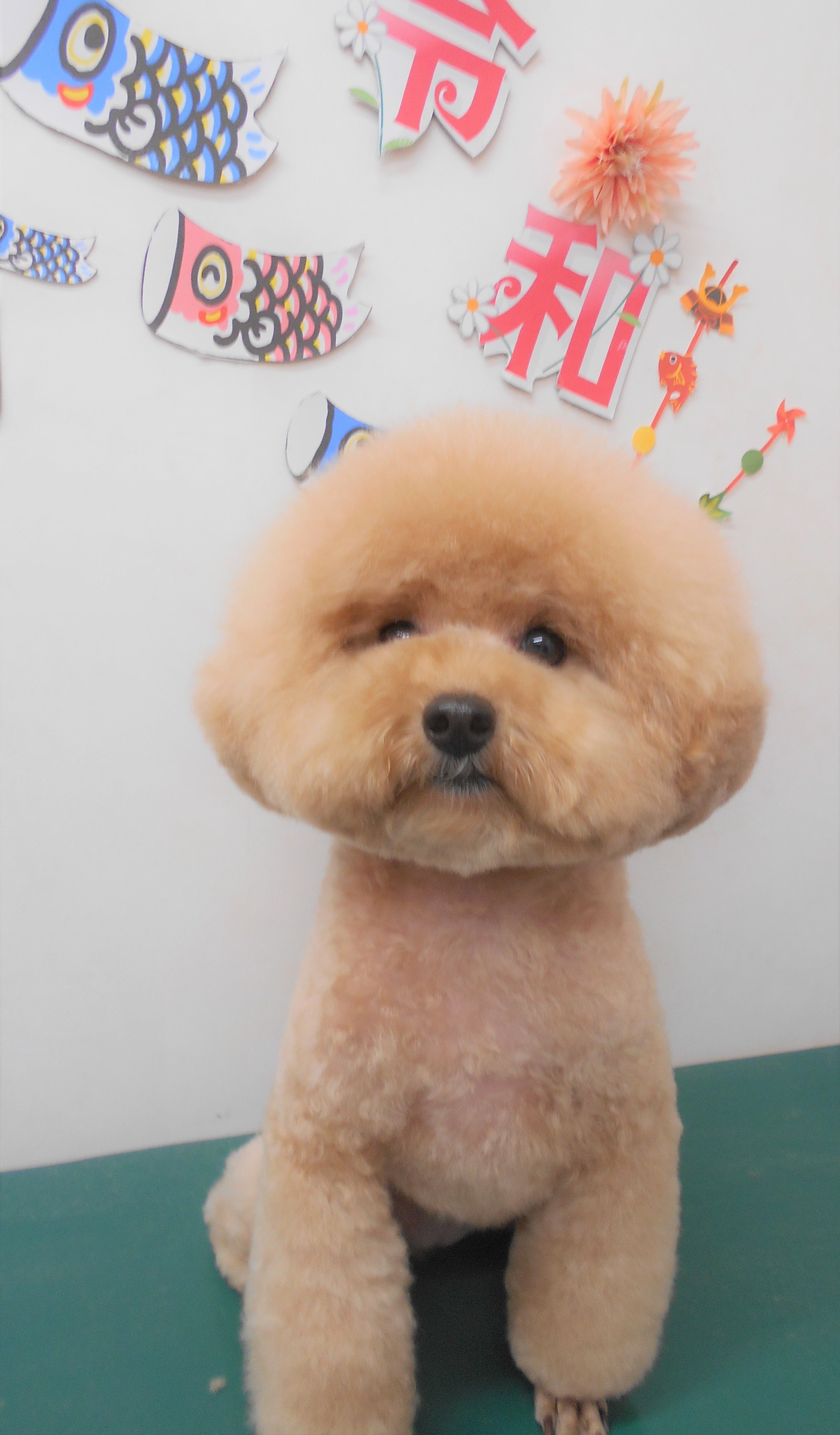 トリミングサロン シュシュどうぶつ病院からのお知らせ 2019-05-29