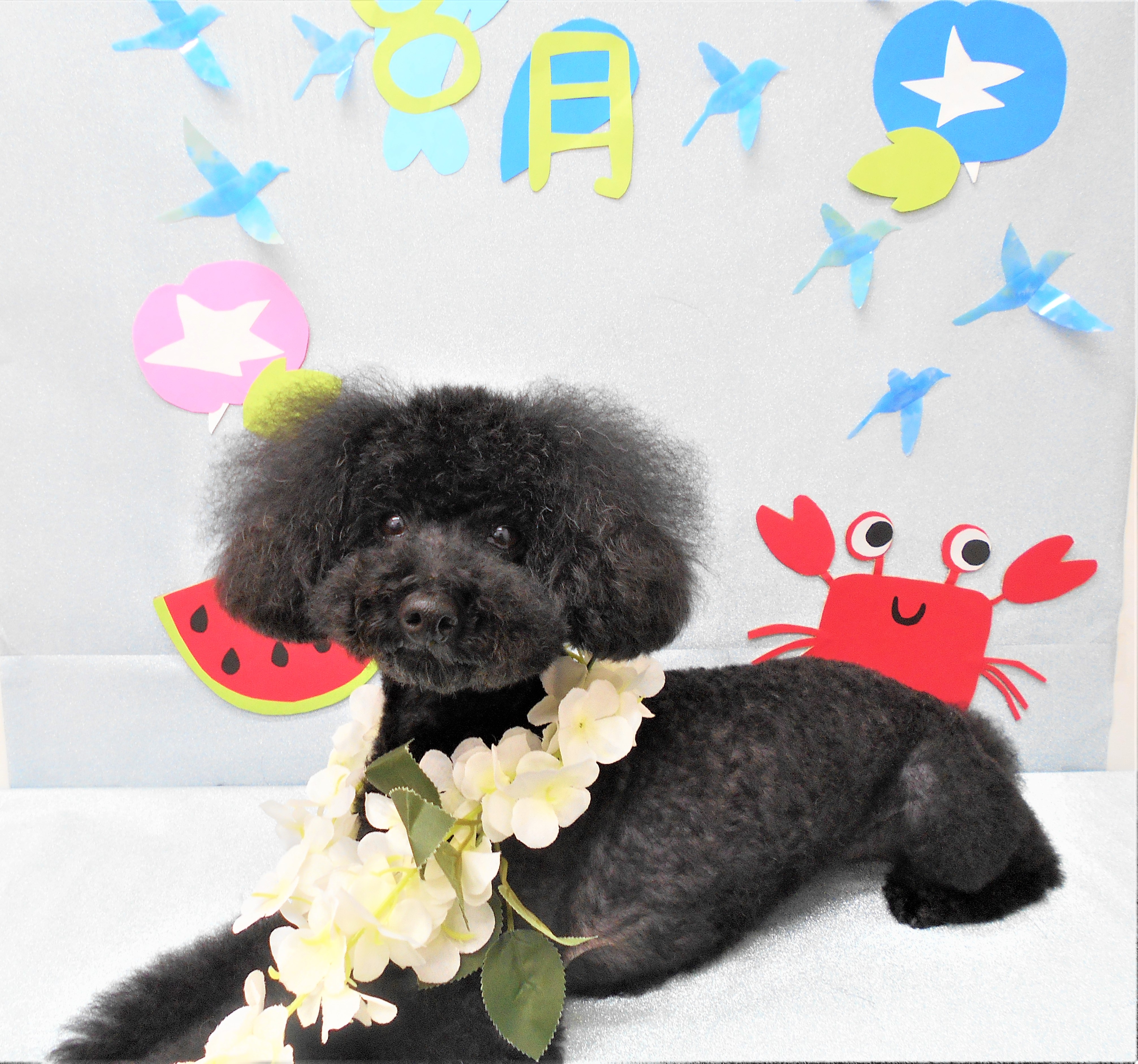 トリミングサロン シュシュどうぶつ病院からのお知らせ 2019-08-04