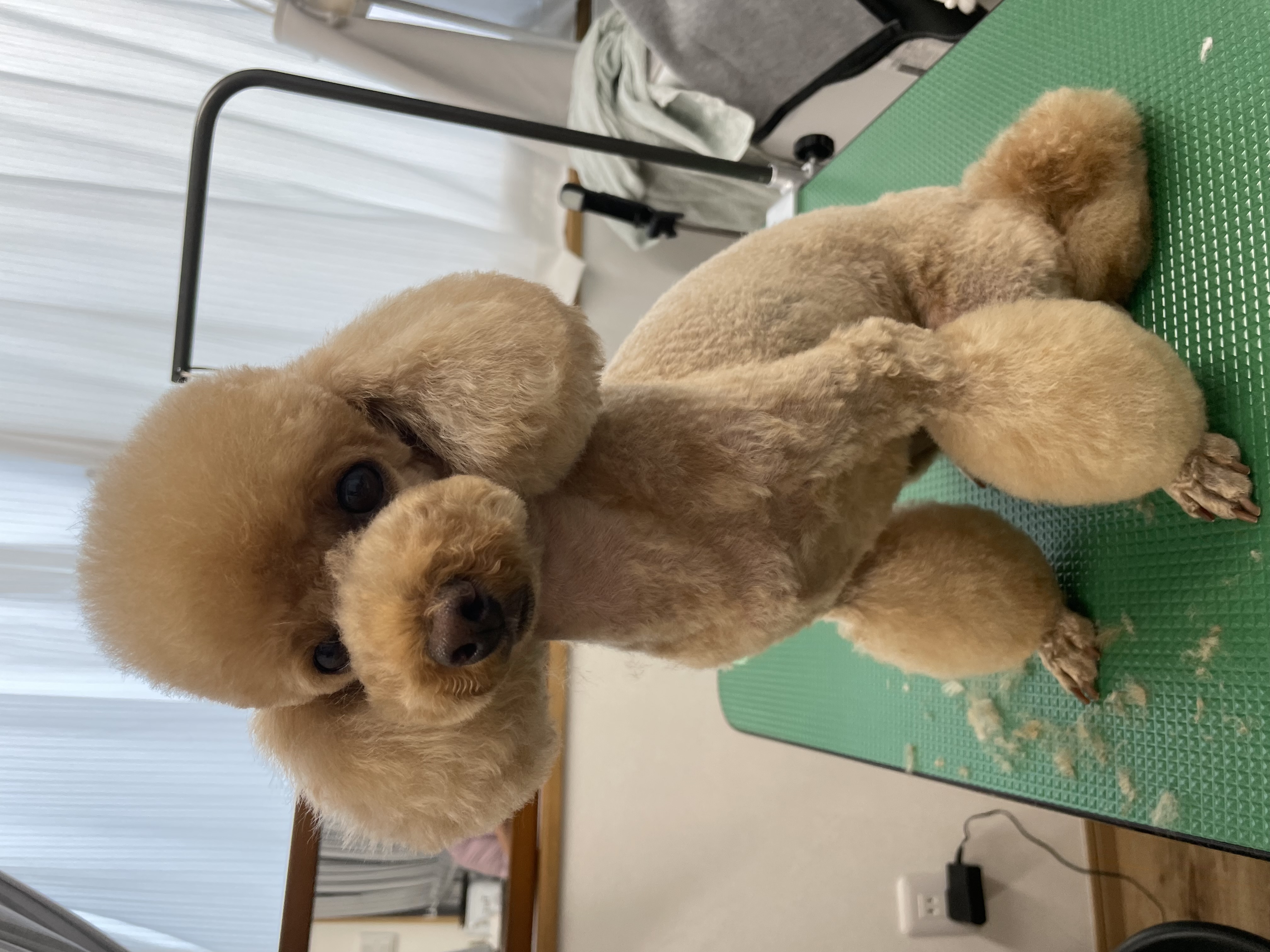 トイプードルのトリミングカット Dogplace Style Mの3枚目