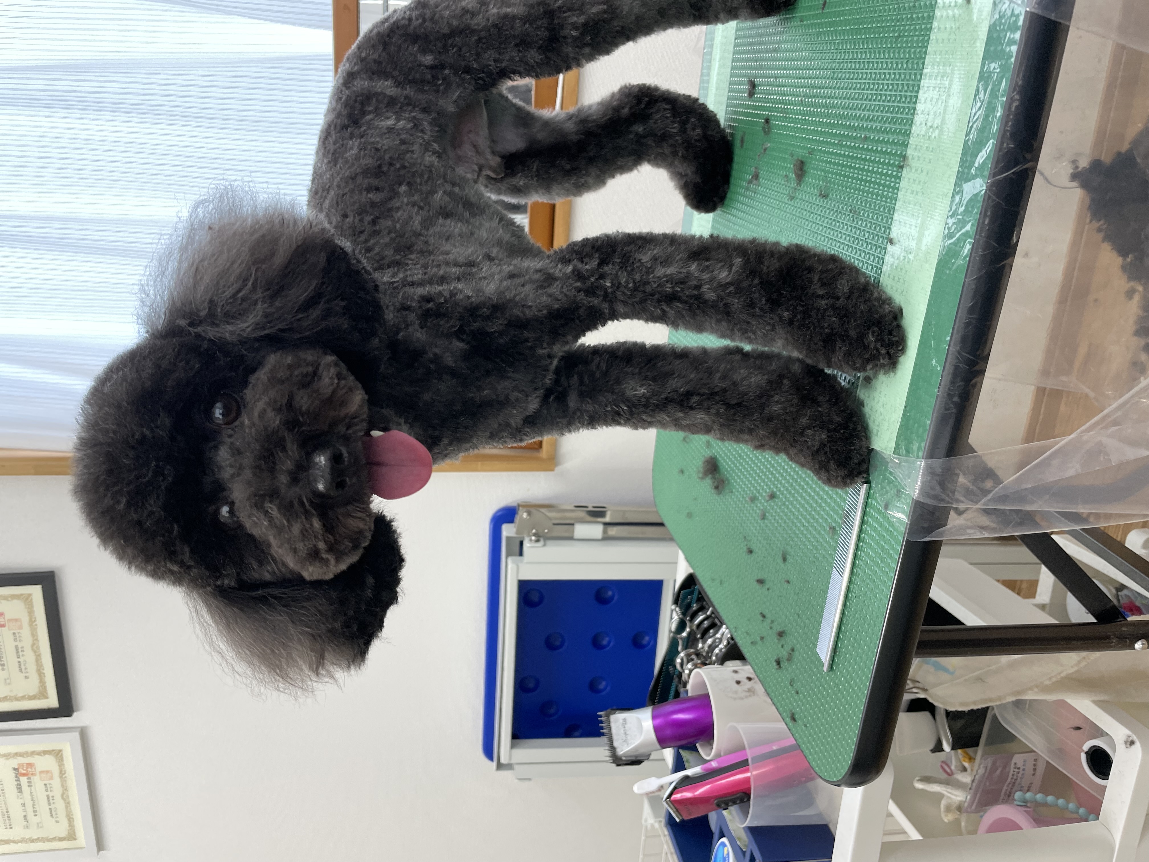 トイプードルのトリミングカット Dogplace Style Mの2枚目