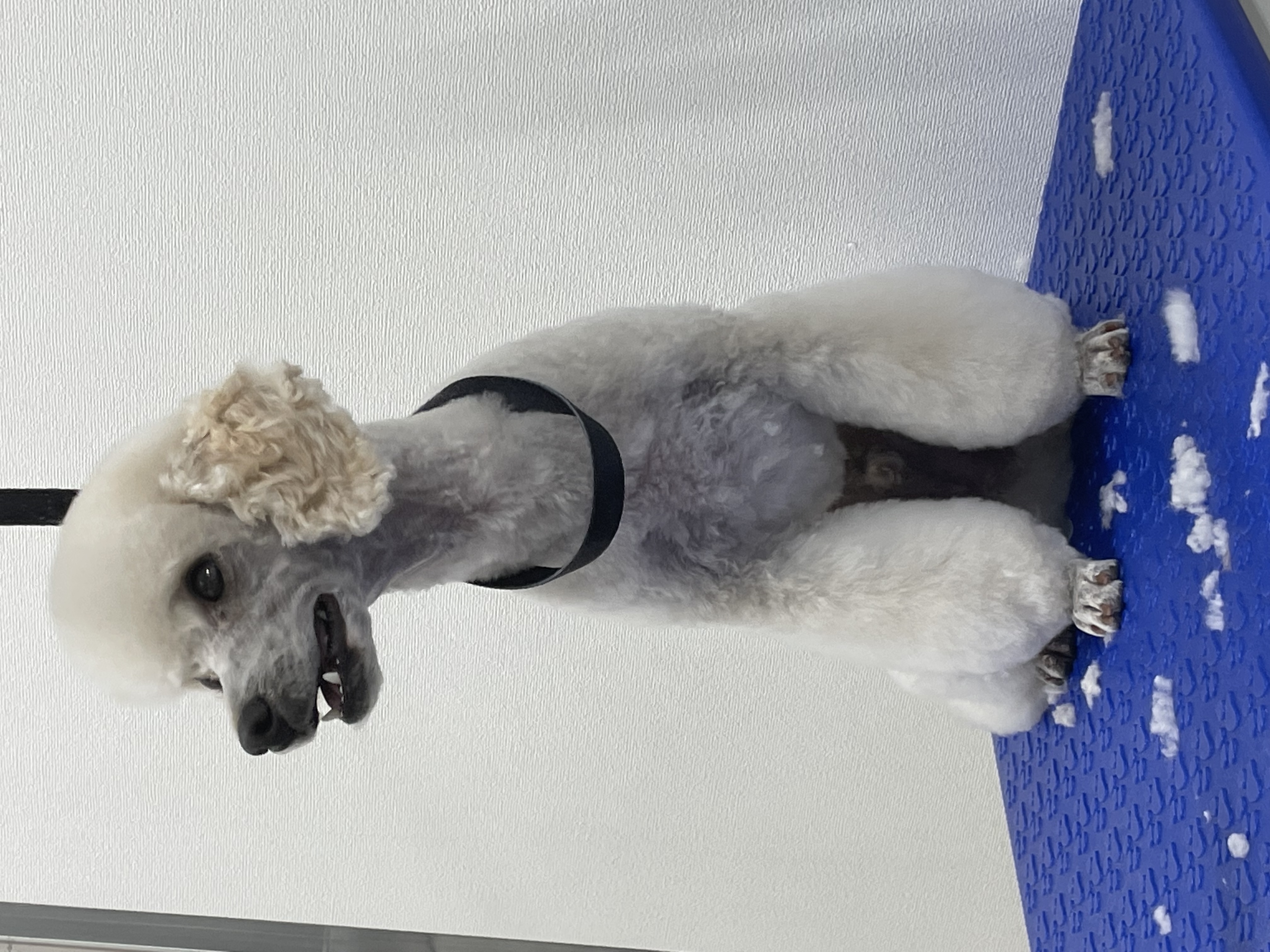 トイプードルのトリミングカット Dogplace Style Mの2枚目