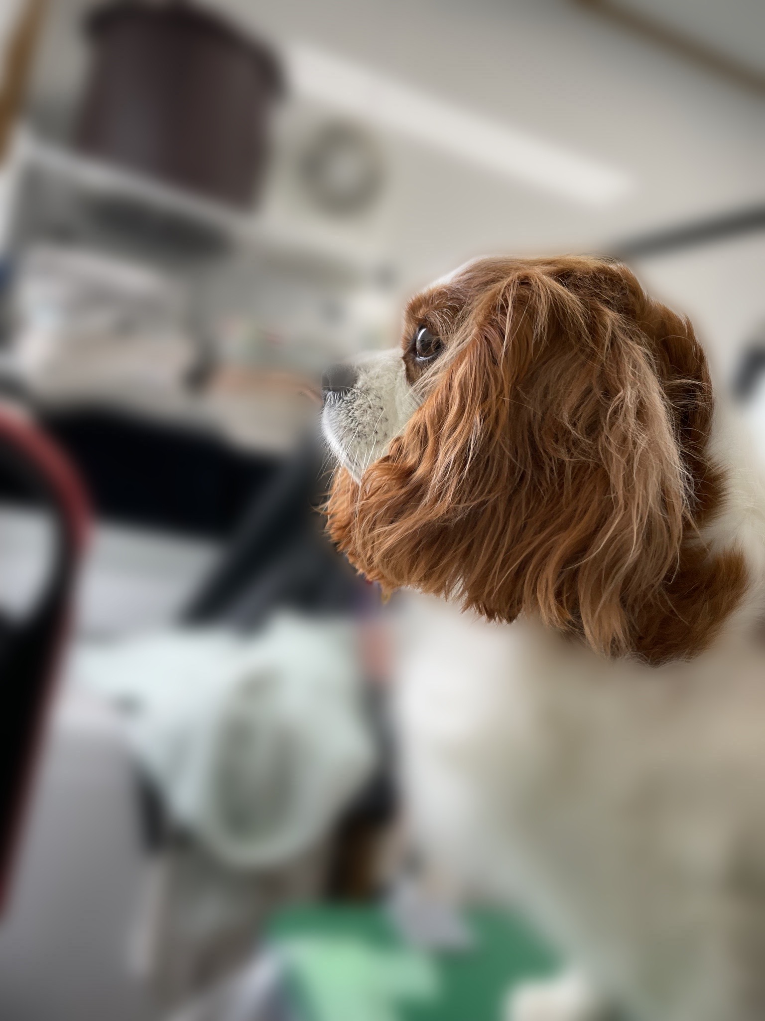 キャバリアキングチャールズスパニエルのトリミングカット Dogplace Style Mの1枚目