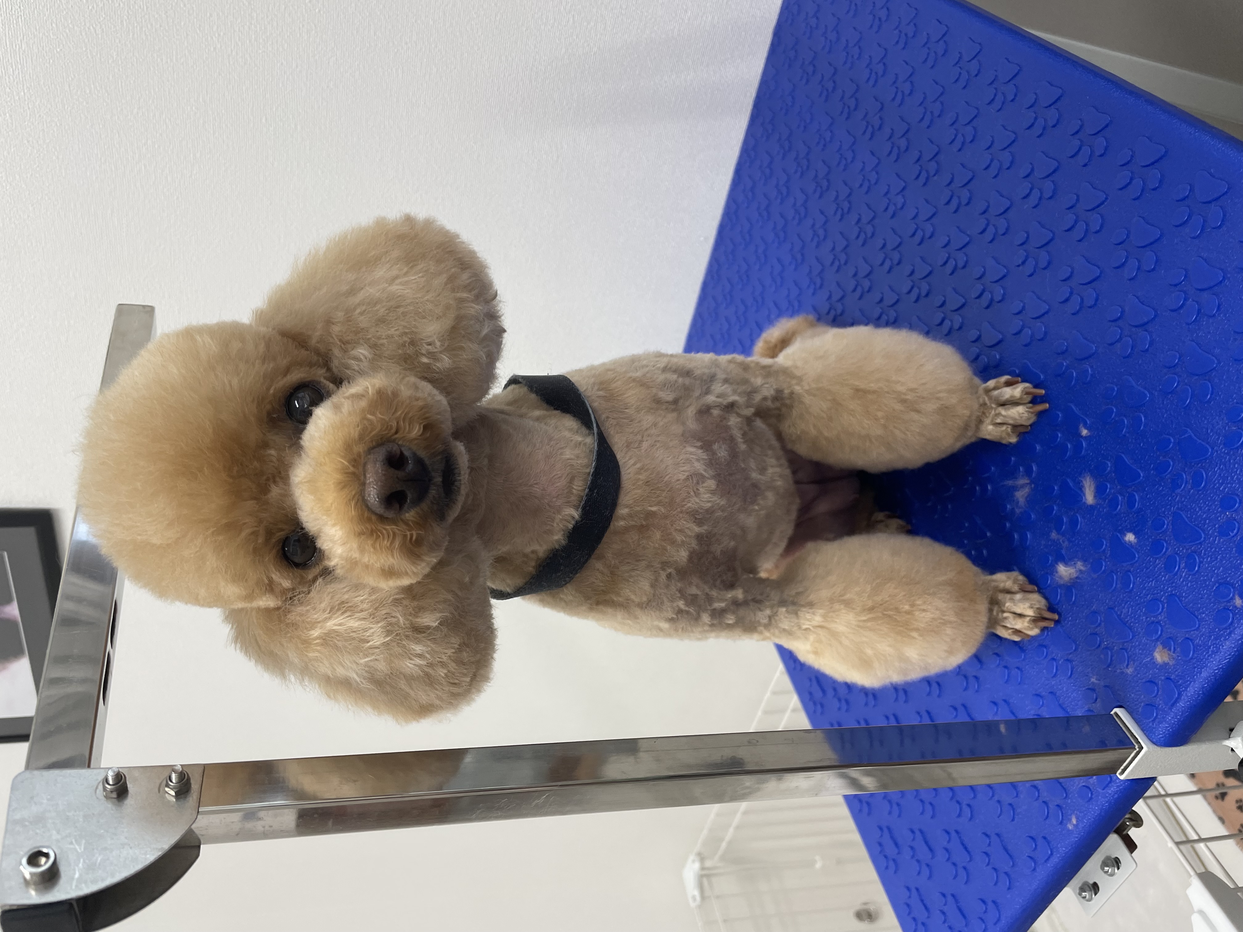 トイプードルのトリミングカット Dogplace Style Mの2枚目
