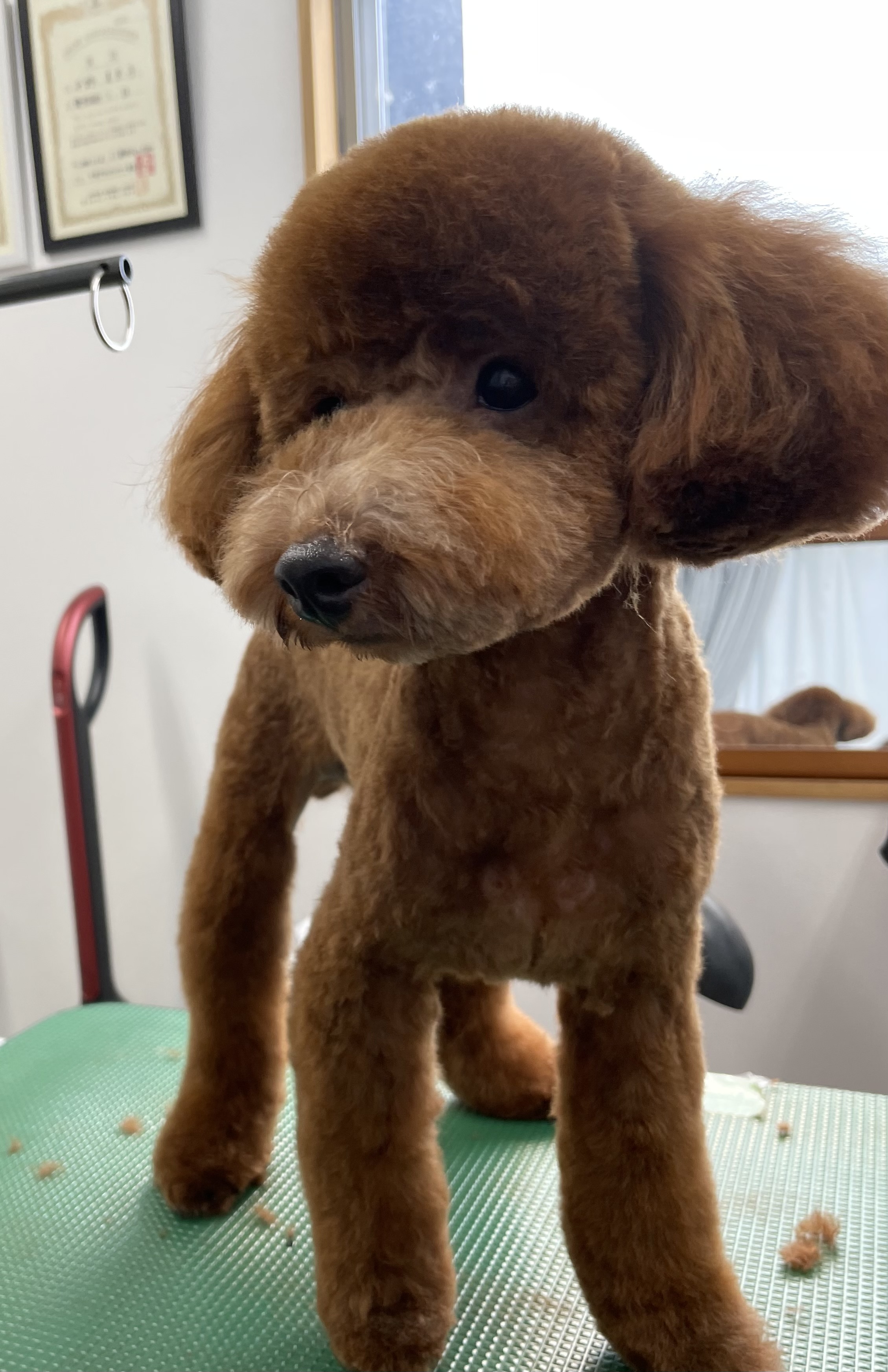 トイプードルのトリミングカット Dogplace Style Mの1枚目