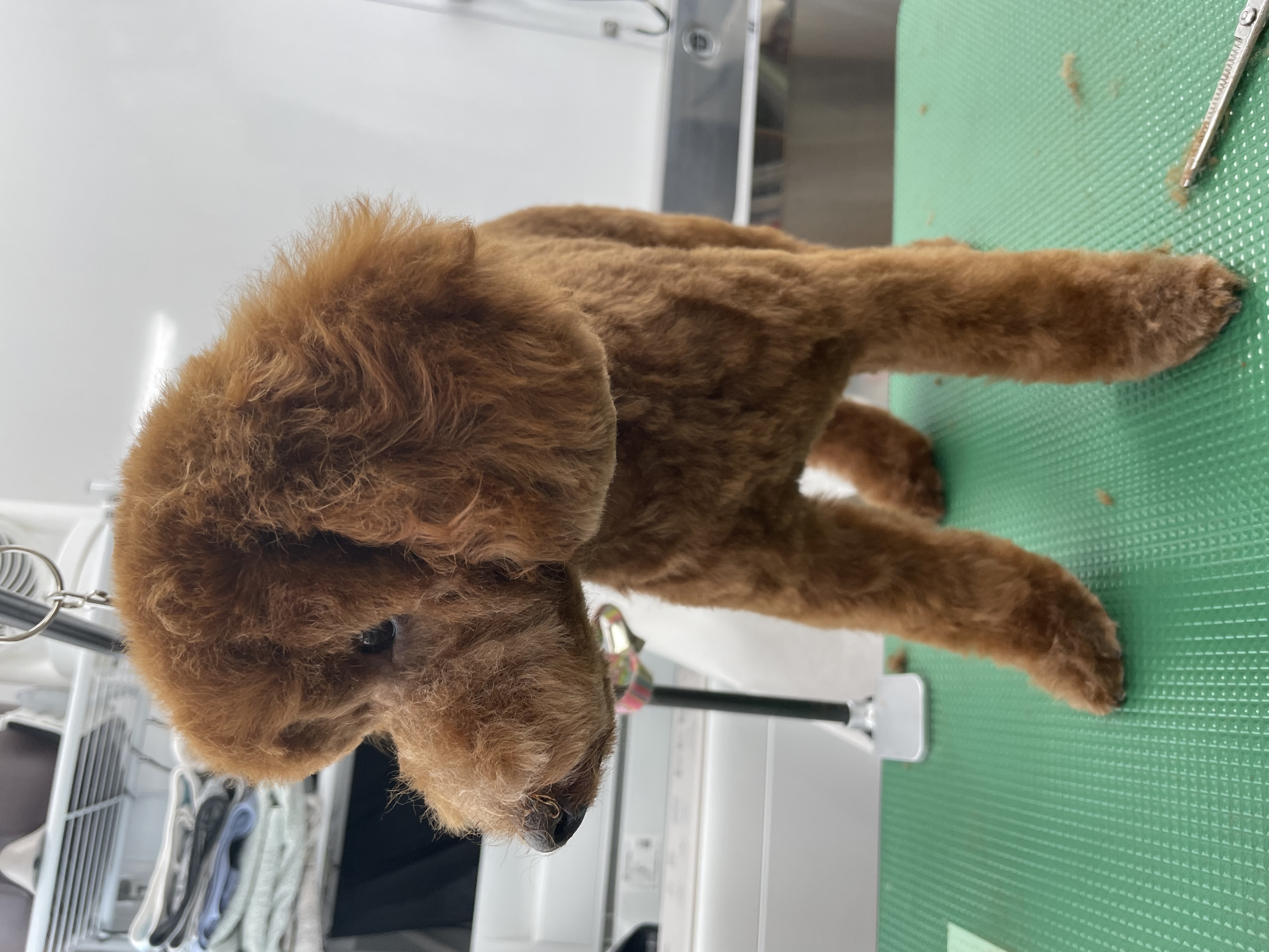 トイプードルのトリミングカット Dogplace Style Mの2枚目