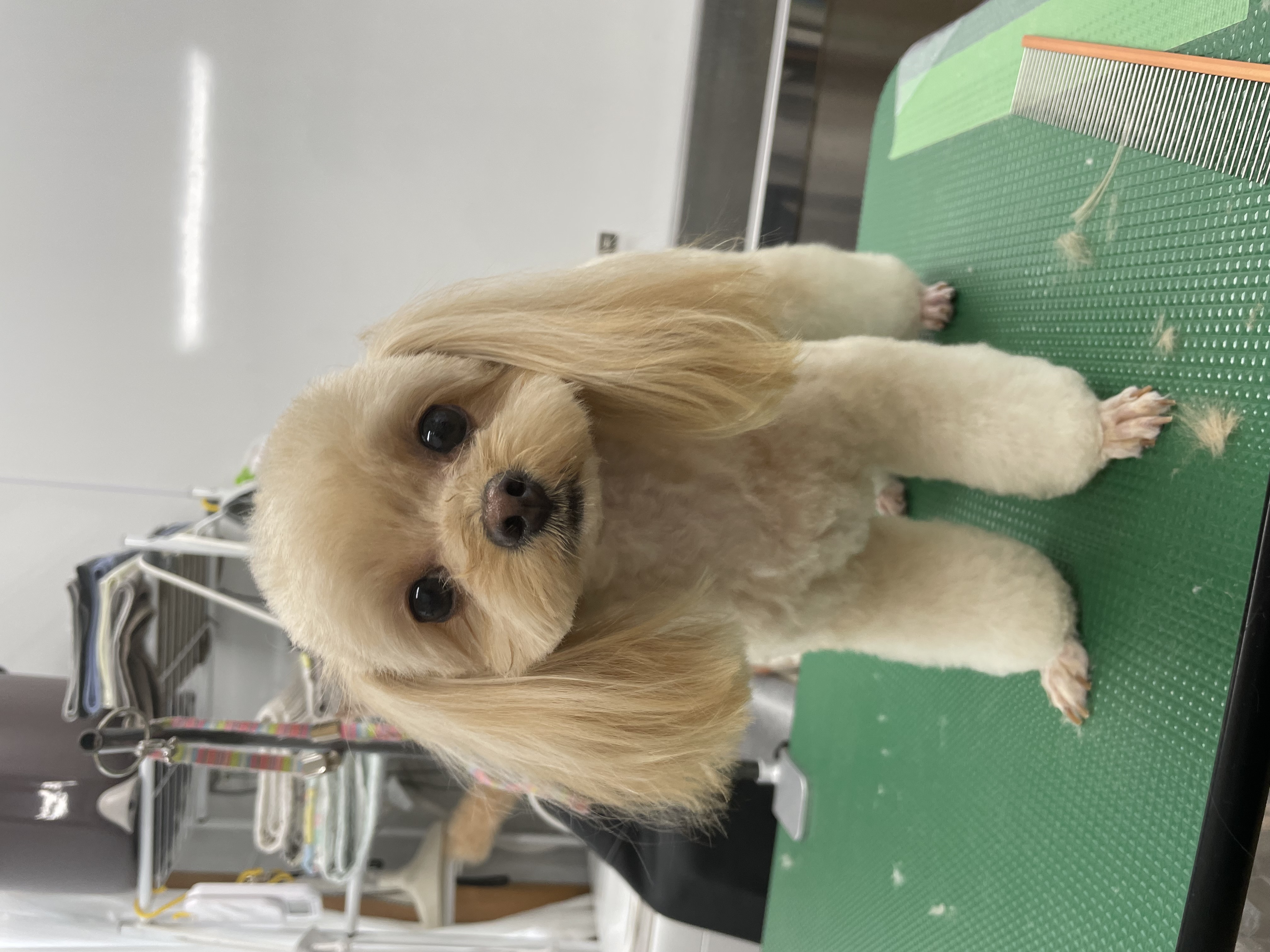 ミックス犬(その他)のトリミングカット Dogplace Style Mの1枚目