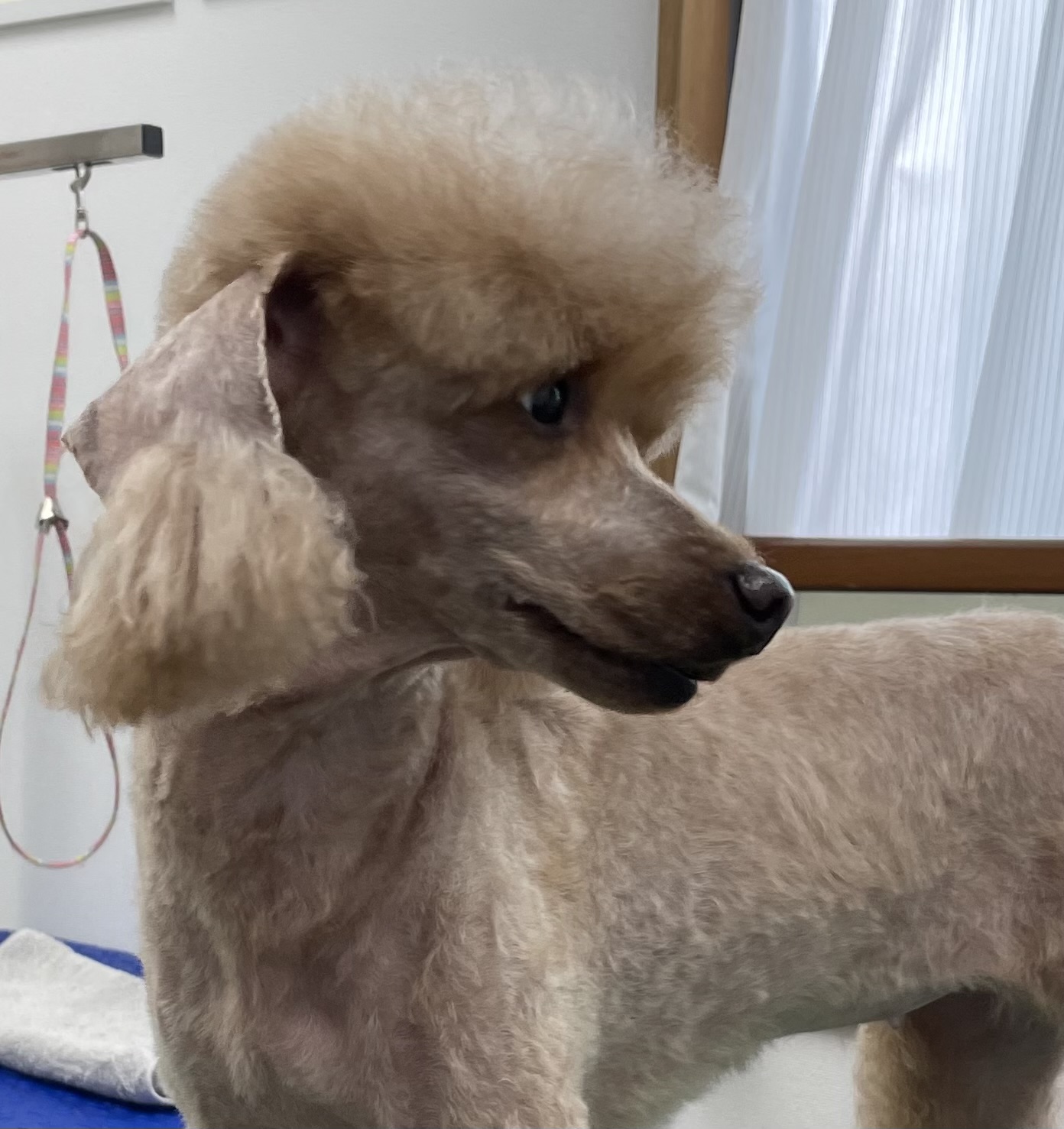 トイプードルのトリミングカット Dogplace Style Mの1枚目