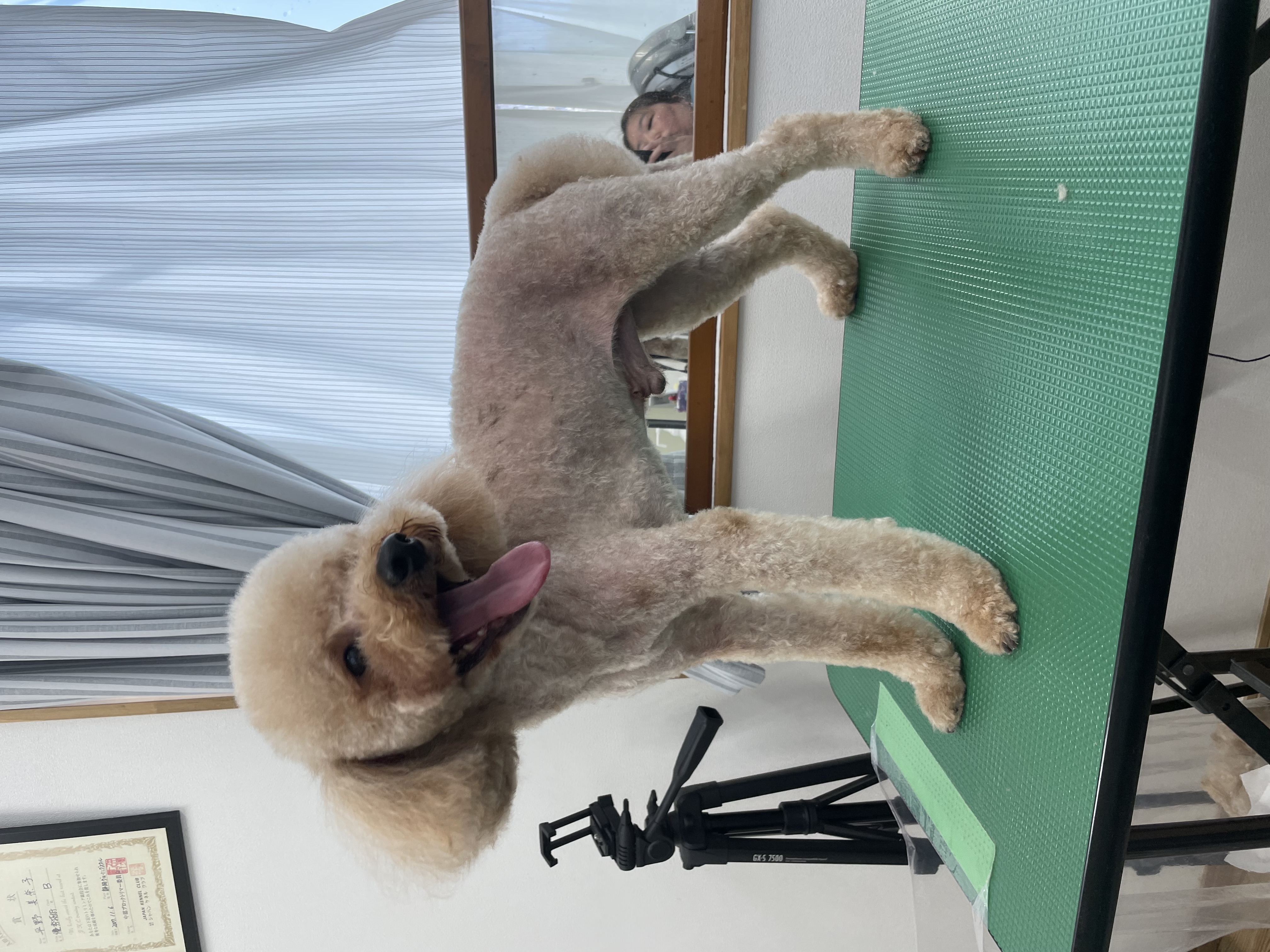 トイプードルのトリミングカット Dogplace Style Mの1枚目