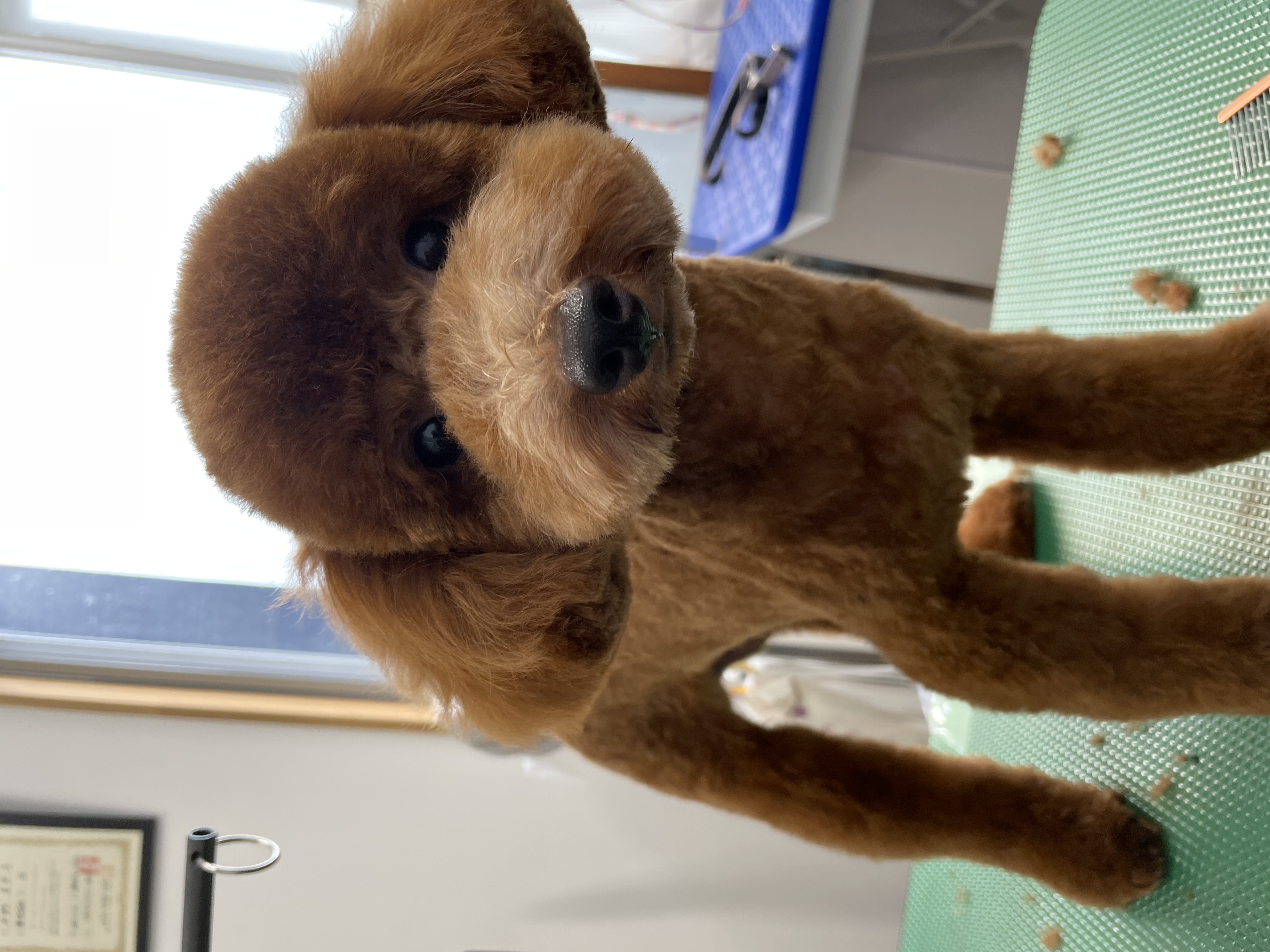 トイプードルのトリミングカット Dogplace Style Mの2枚目