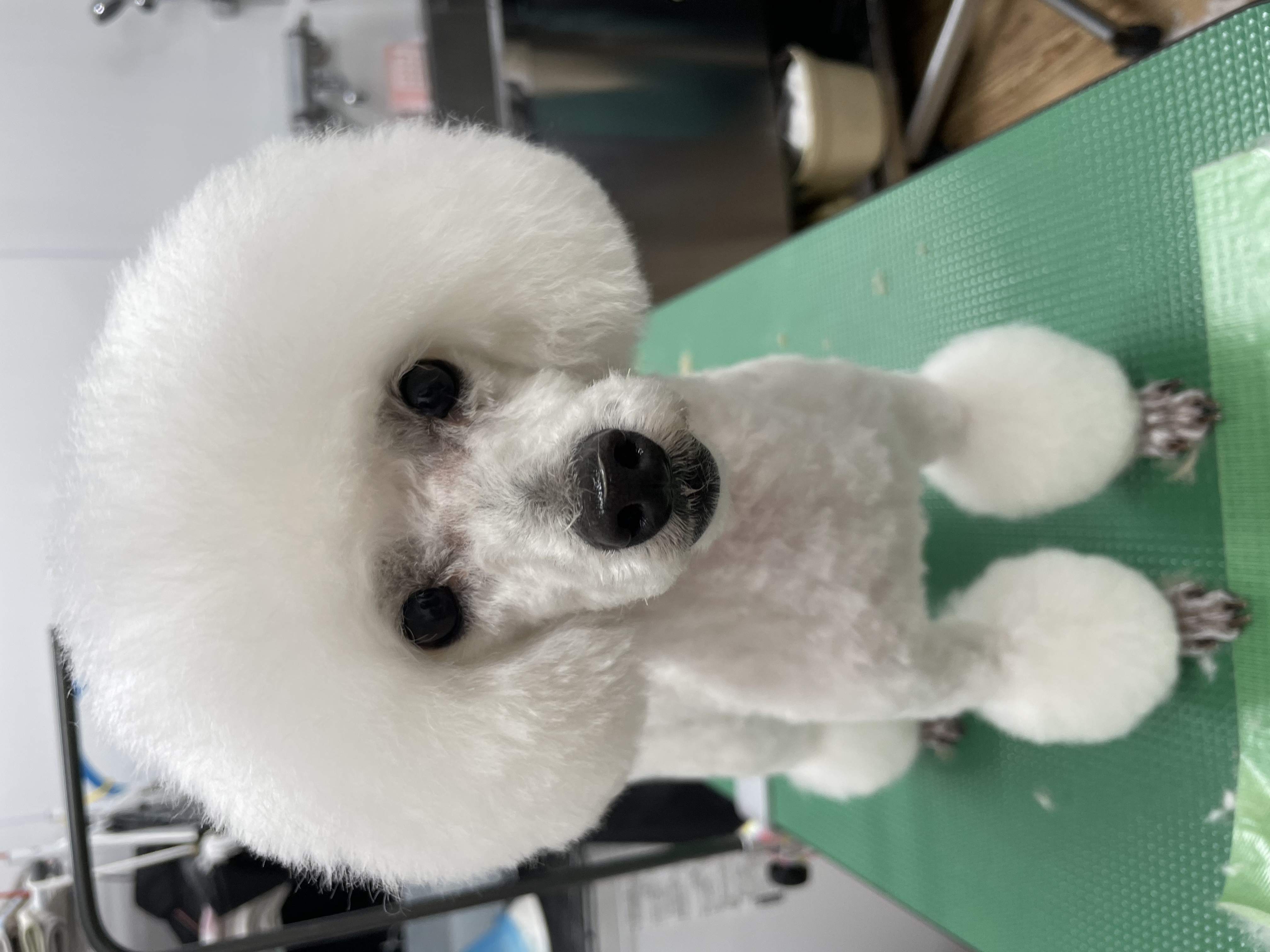 トイプードルのトリミングカット Dogplace Style Mの1枚目