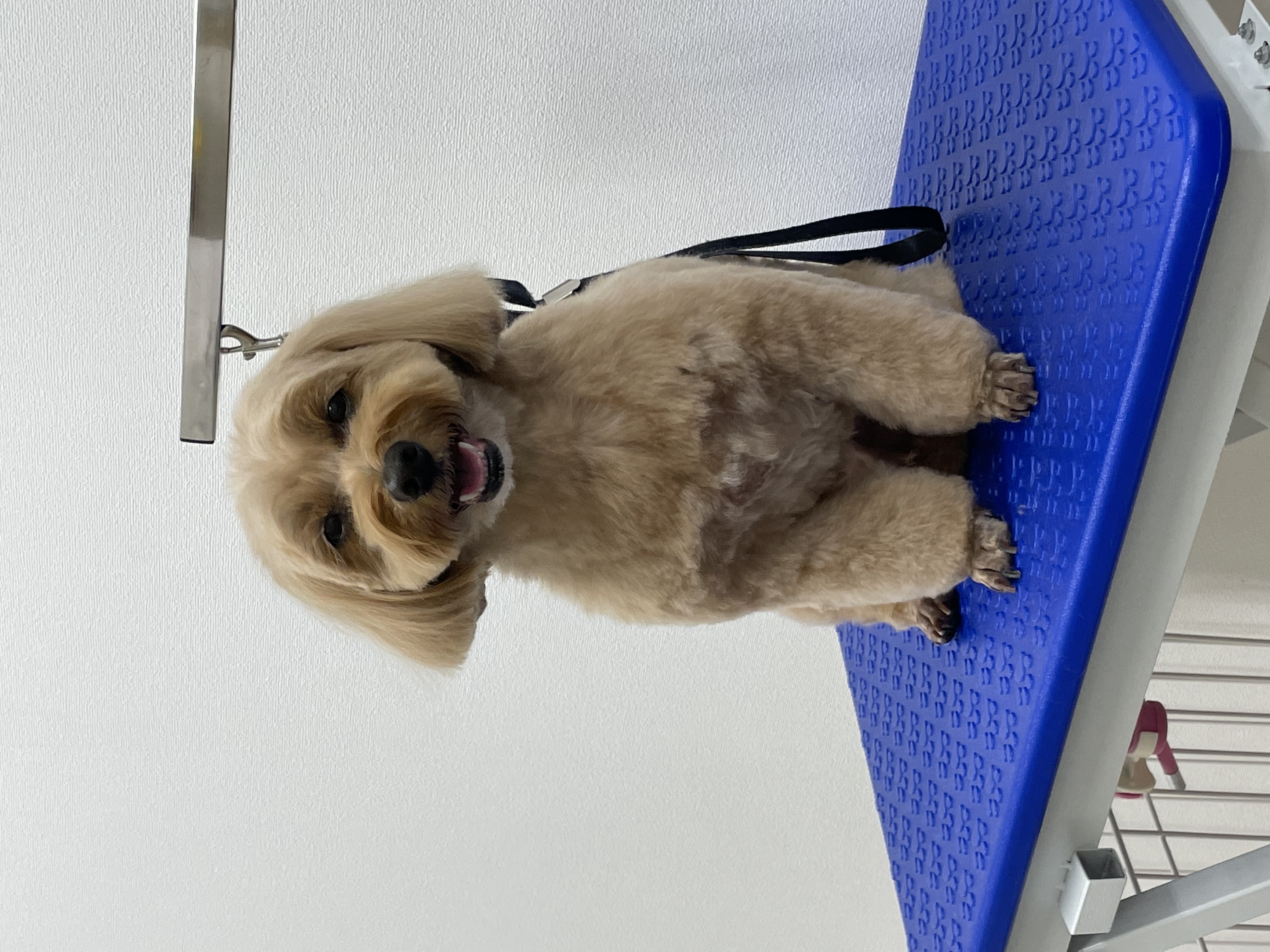 ミックス犬(その他)のトリミングカット Dogplace Style Mの1枚目