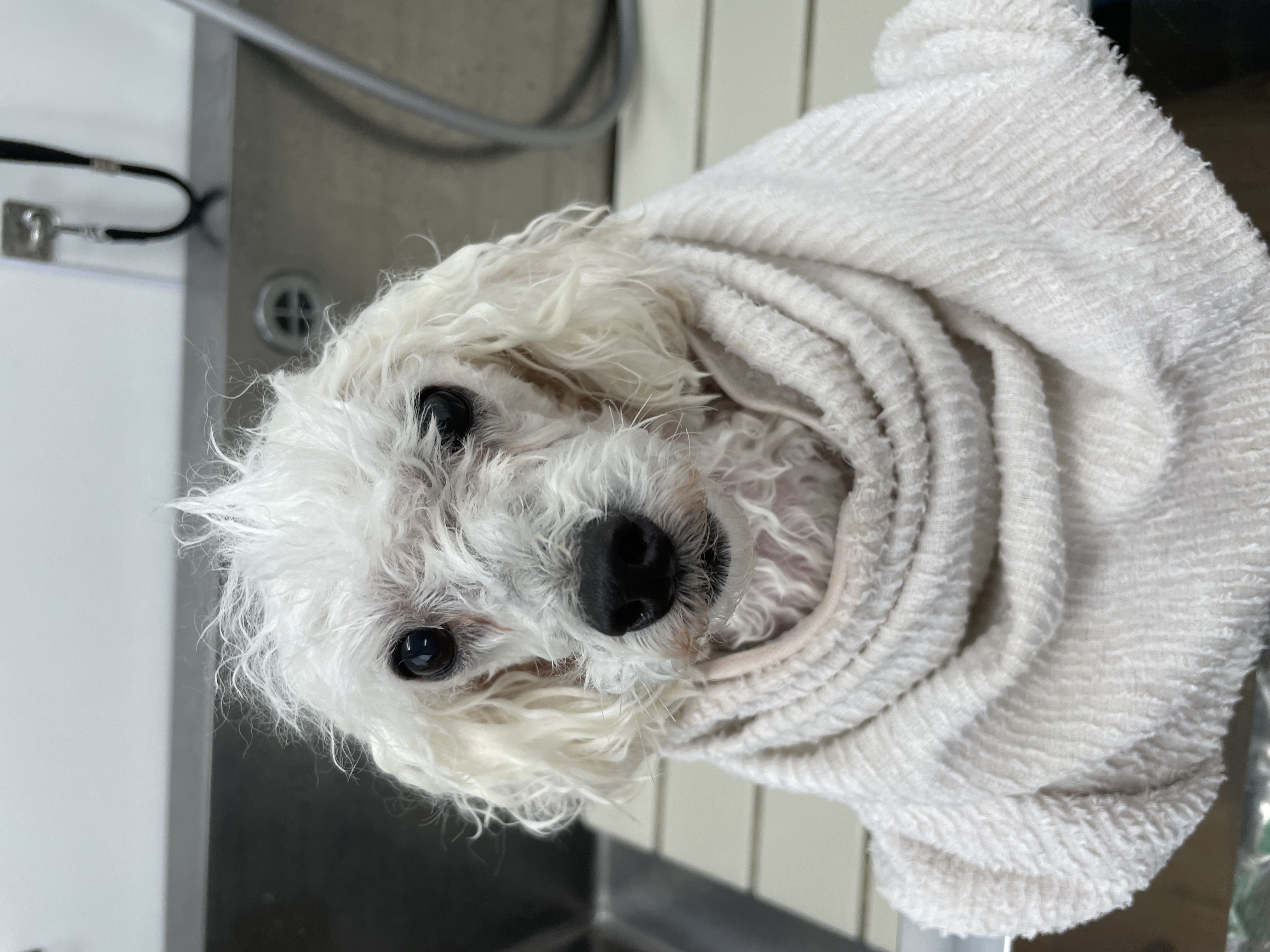 トイプードルのトリミングカット Dogplace Style Mの2枚目