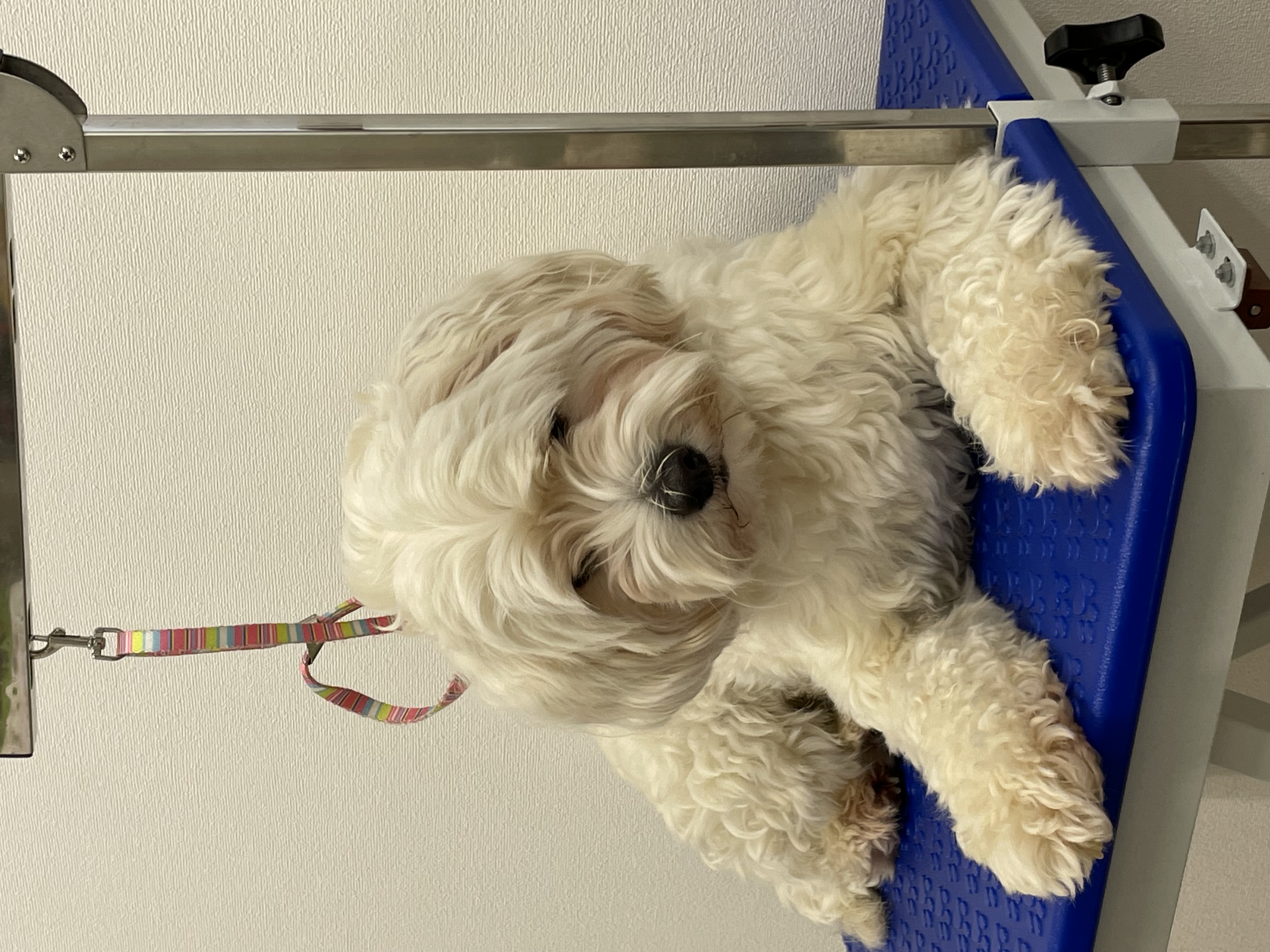 ミックス犬(その他)のトリミングカット Dogplace Style Mの4枚目