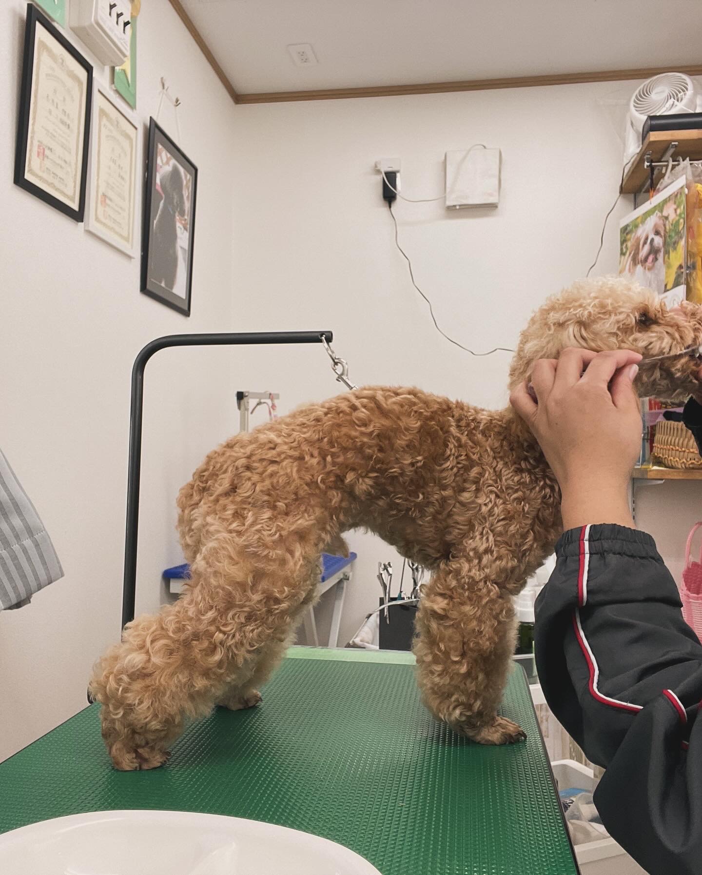 トイプードルのトリミングカット Dogplace Style Mの4枚目