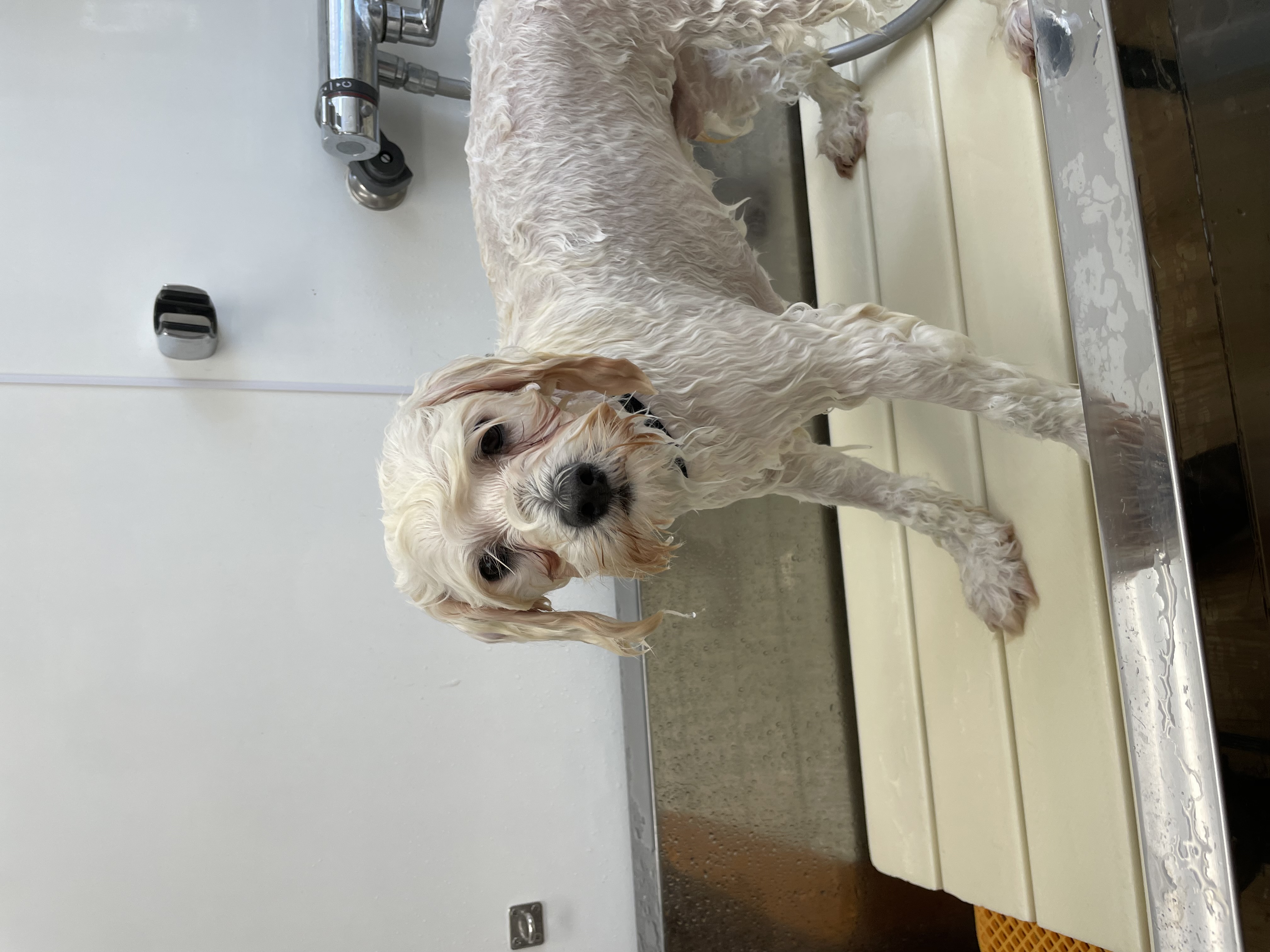 ミックス犬(その他)のトリミングカット Dogplace Style Mの3枚目