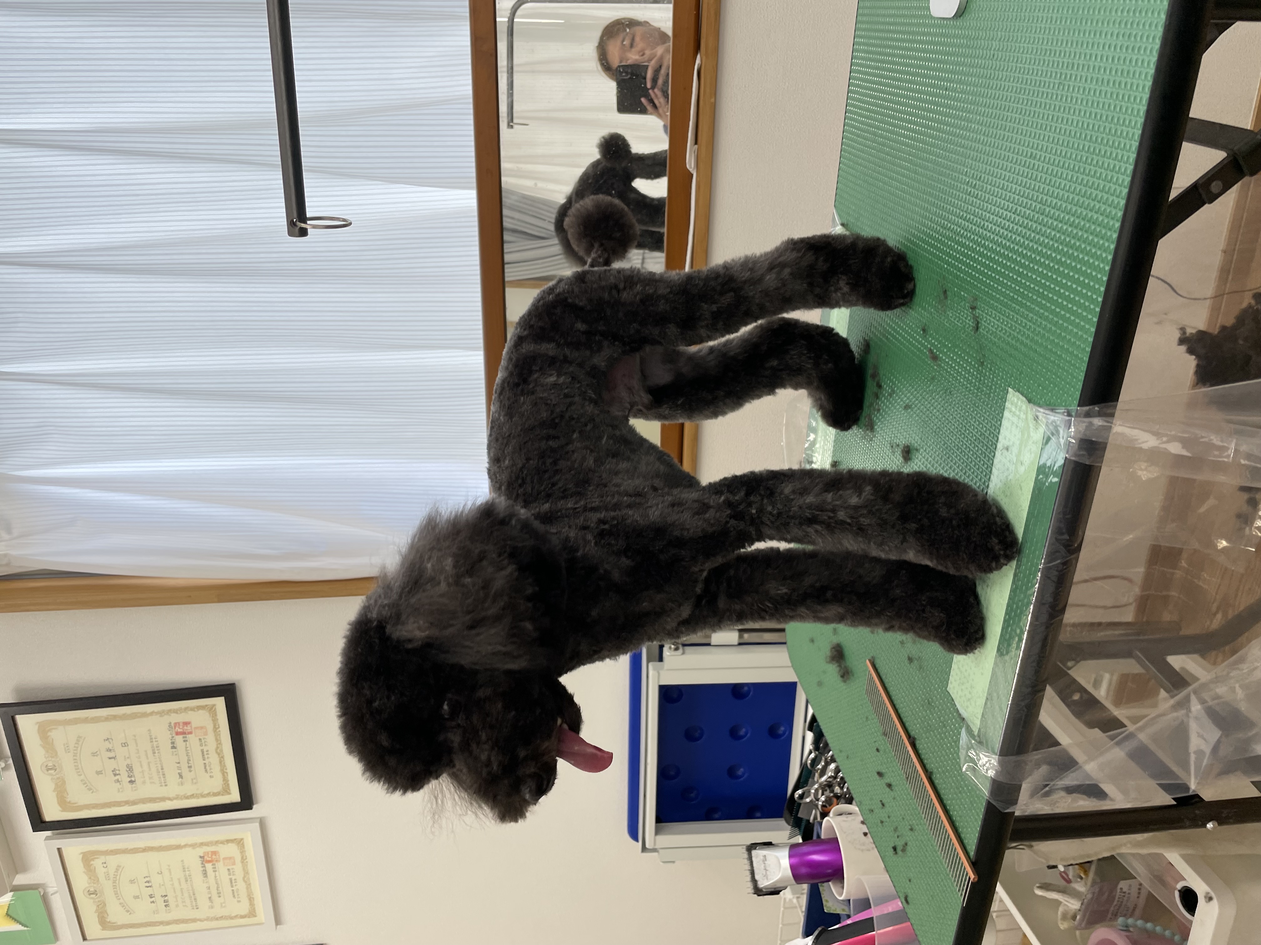 トイプードルのトリミングカット Dogplace Style Mの1枚目