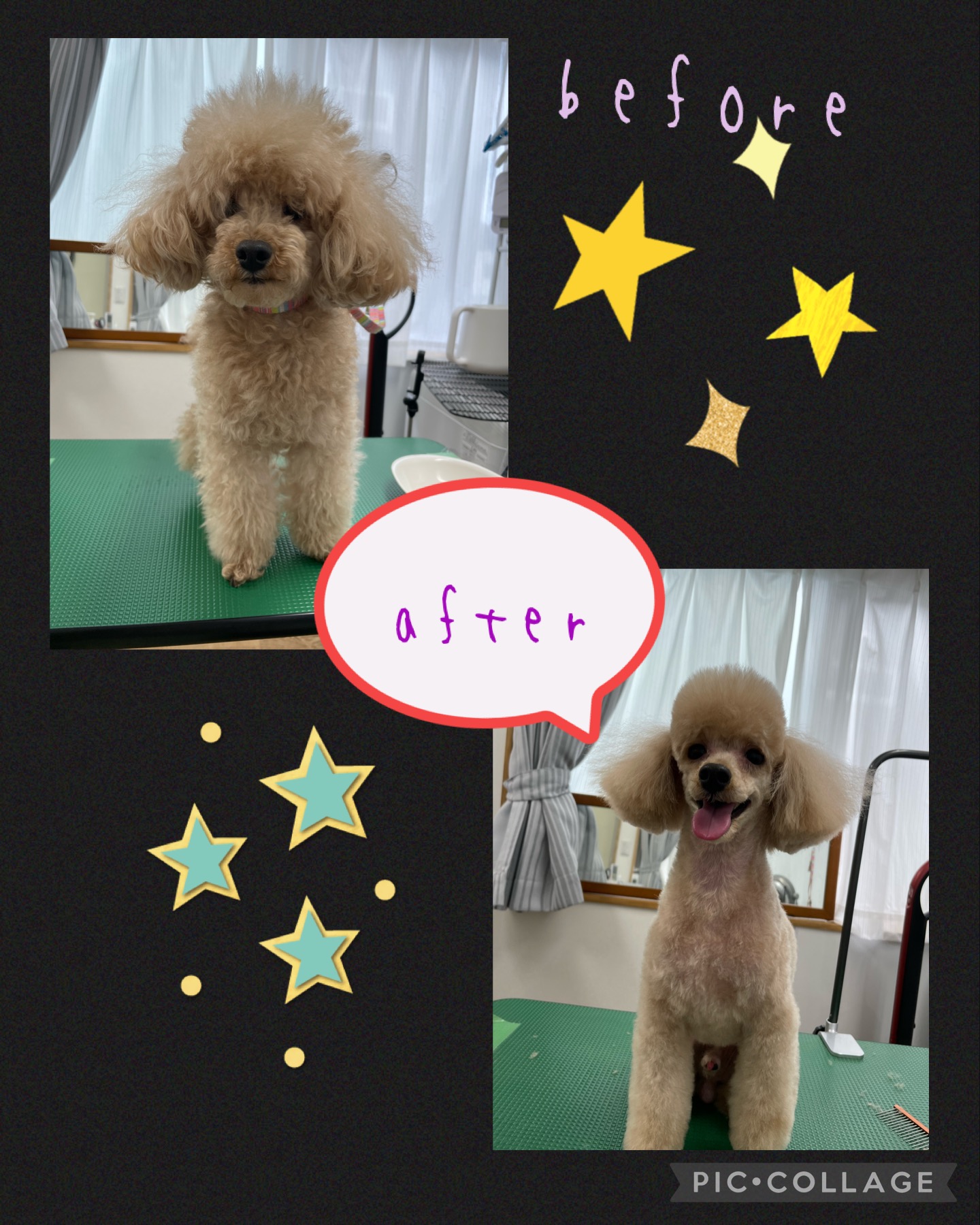 トイプードルのトリミングカット Dogplace Style Mの1枚目