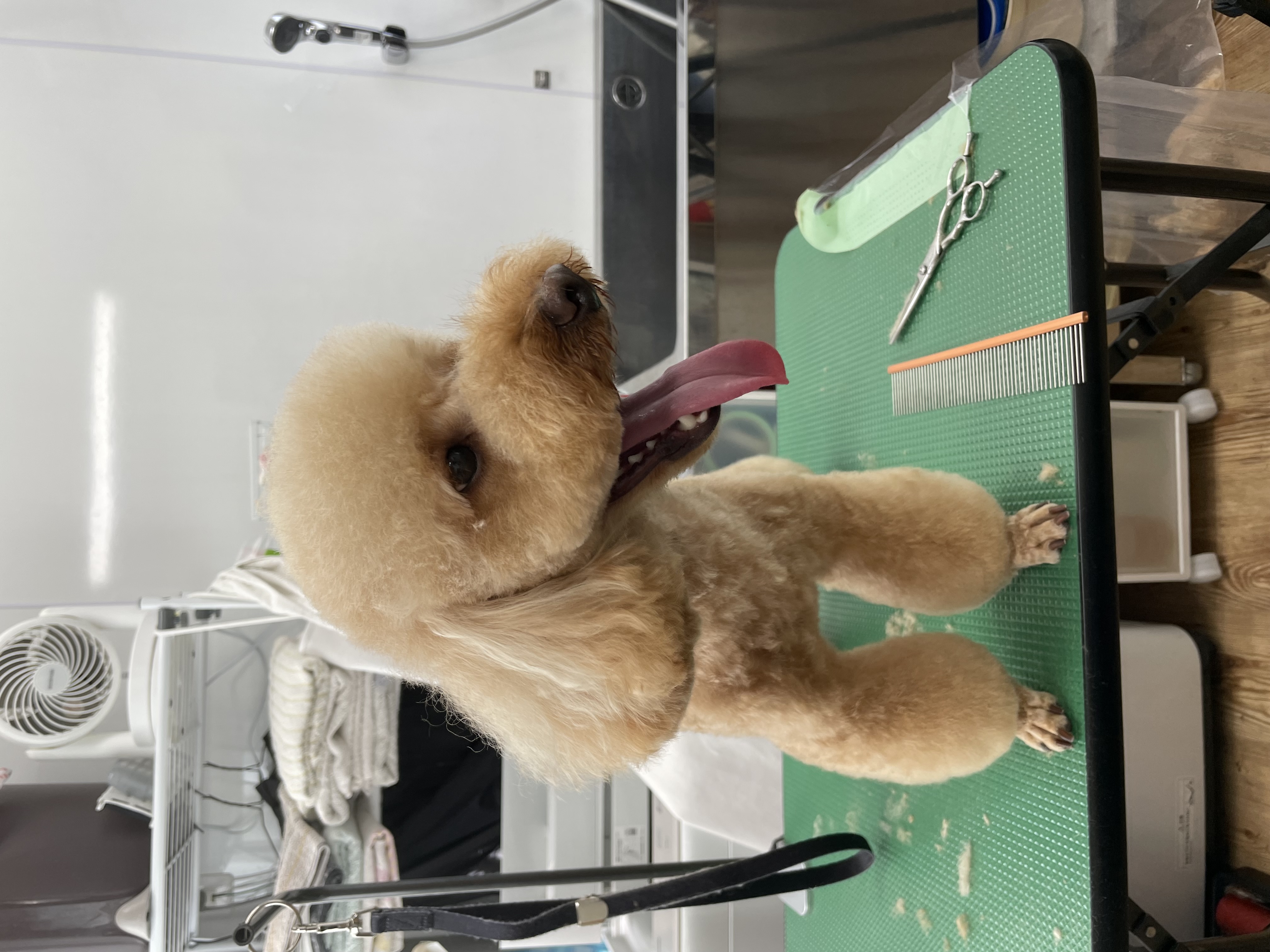 トイプードルのトリミングカット Dogplace Style Mの1枚目