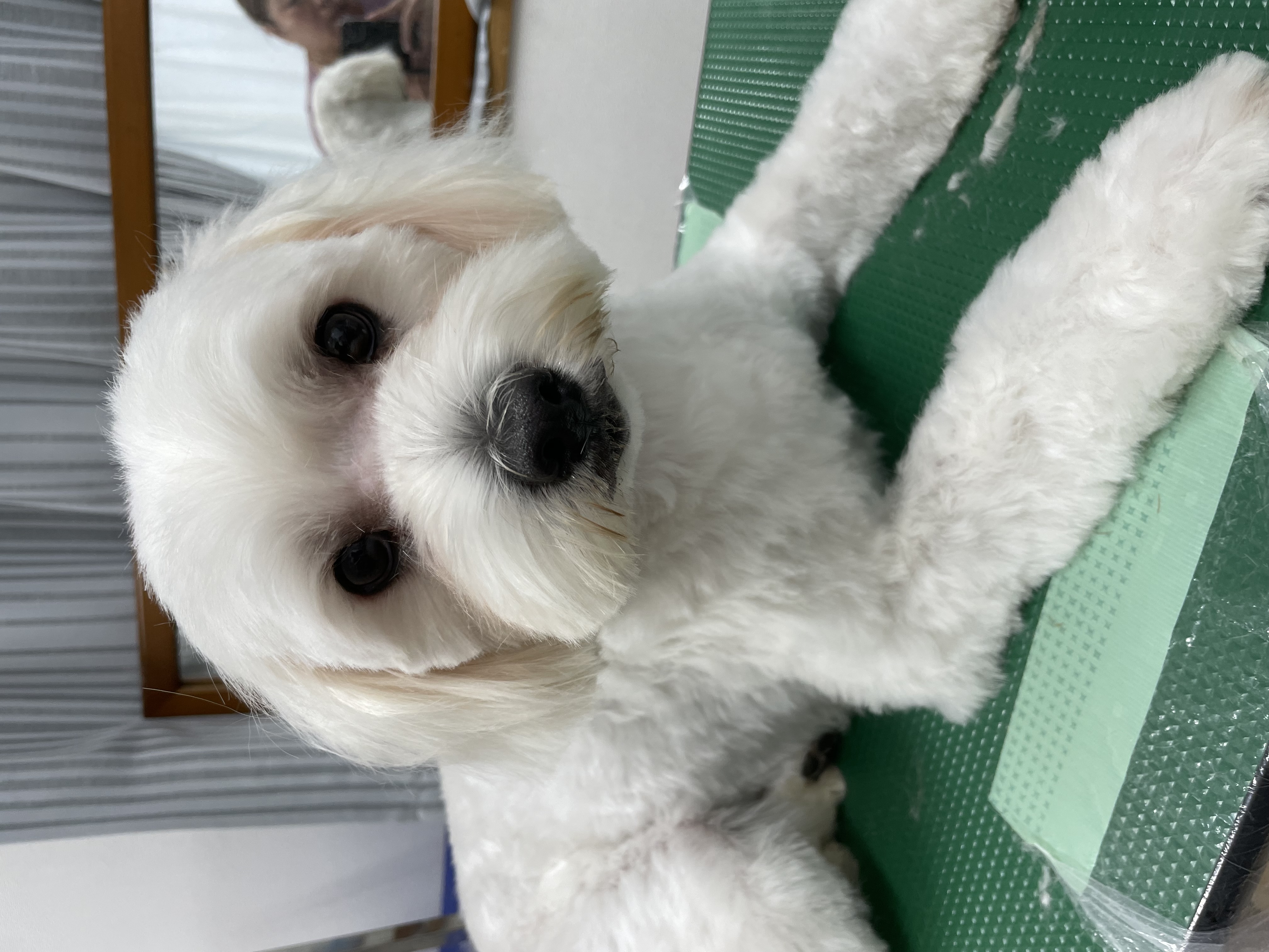 ミックス犬(その他)のトリミングカット Dogplace Style Mの2枚目