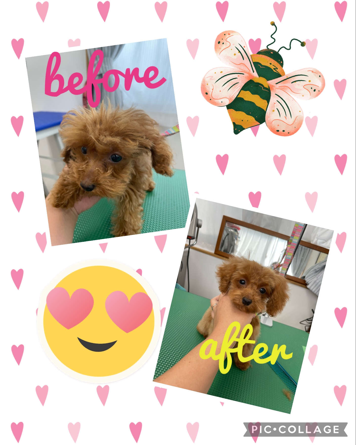 トイプードルのトリミングカット Dogplace Style Mの1枚目