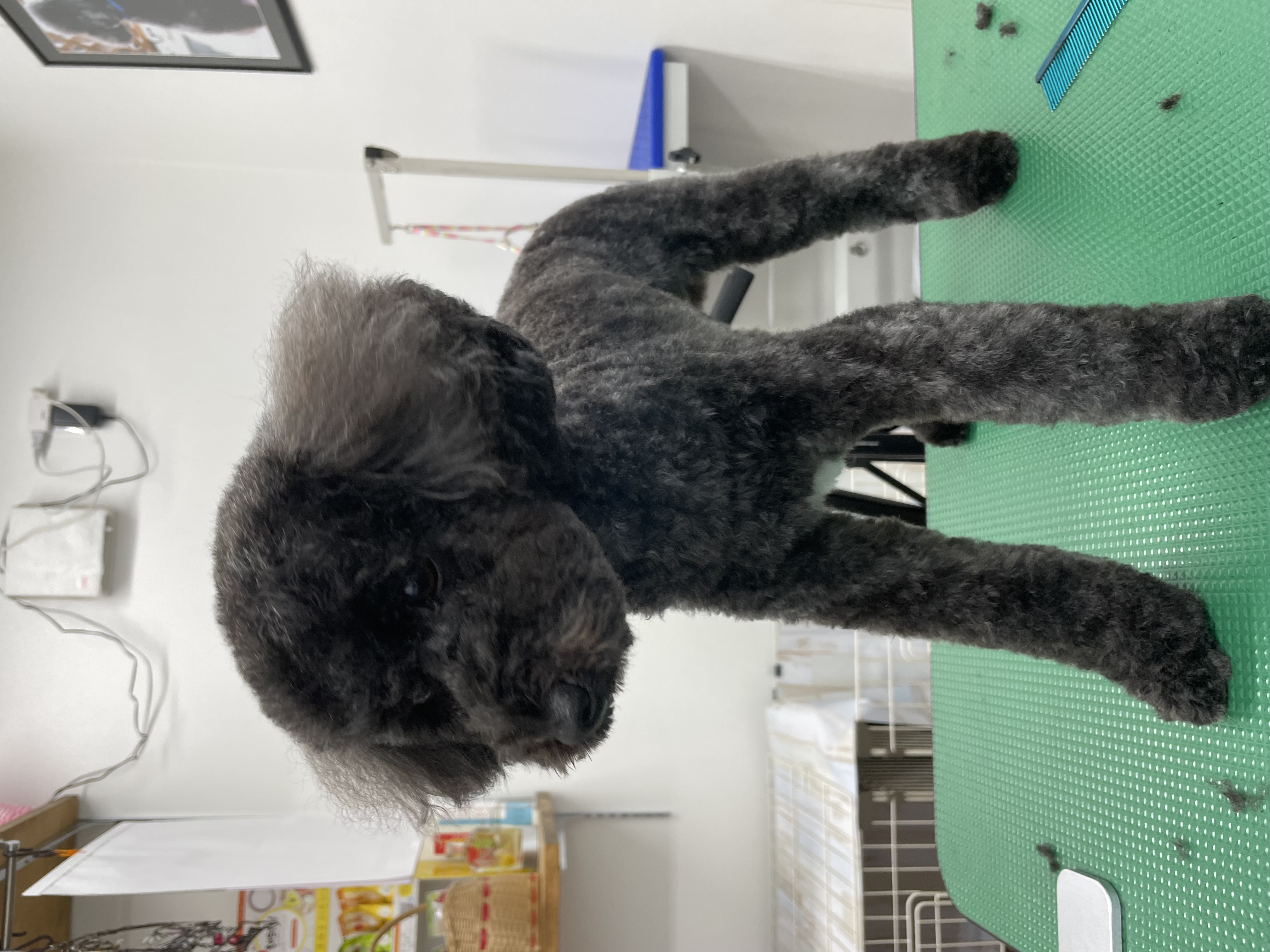 トイプードルのトリミングカット Dogplace Style Mの2枚目