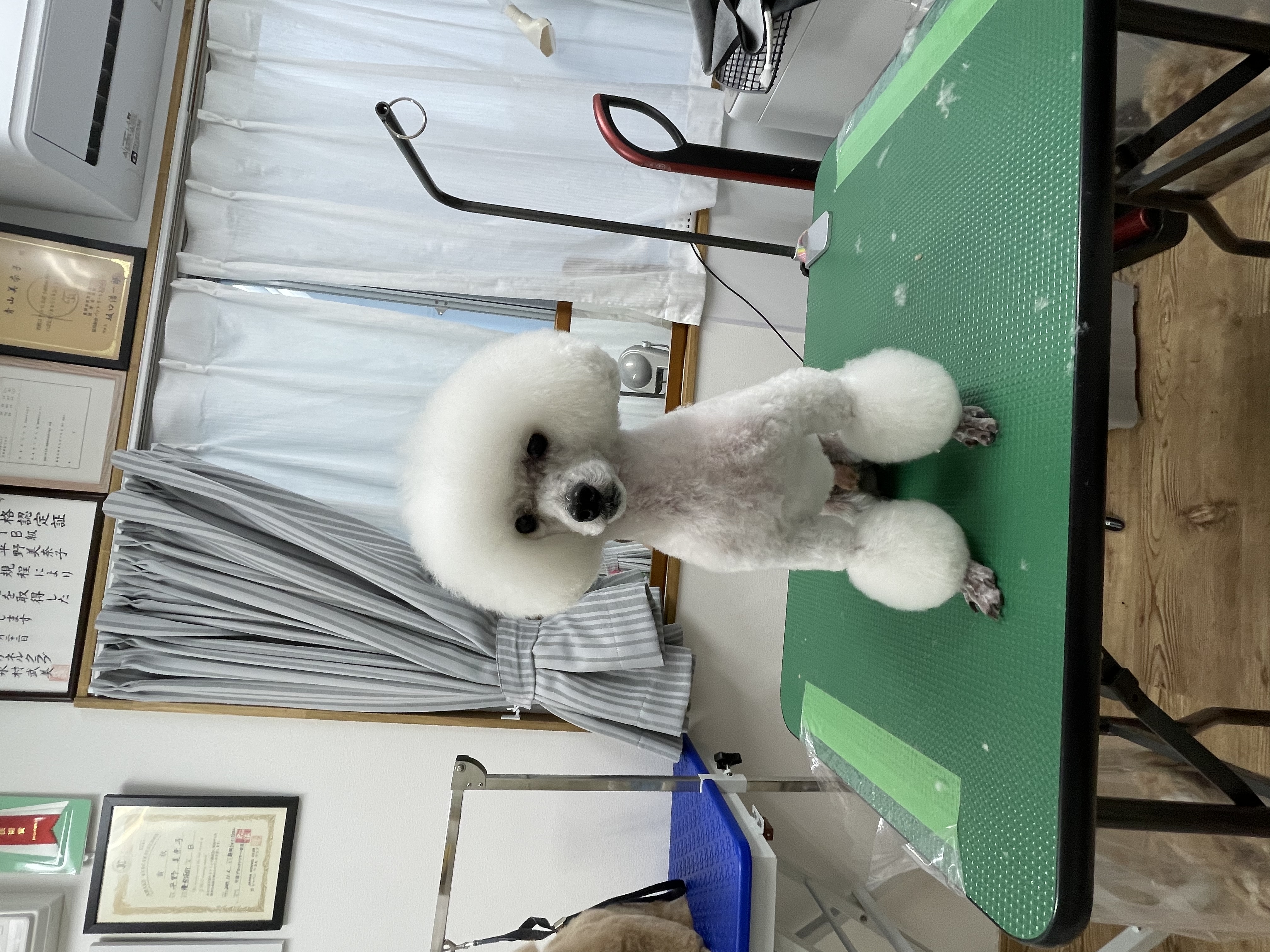 トイプードルのトリミングカット Dogplace Style Mの1枚目