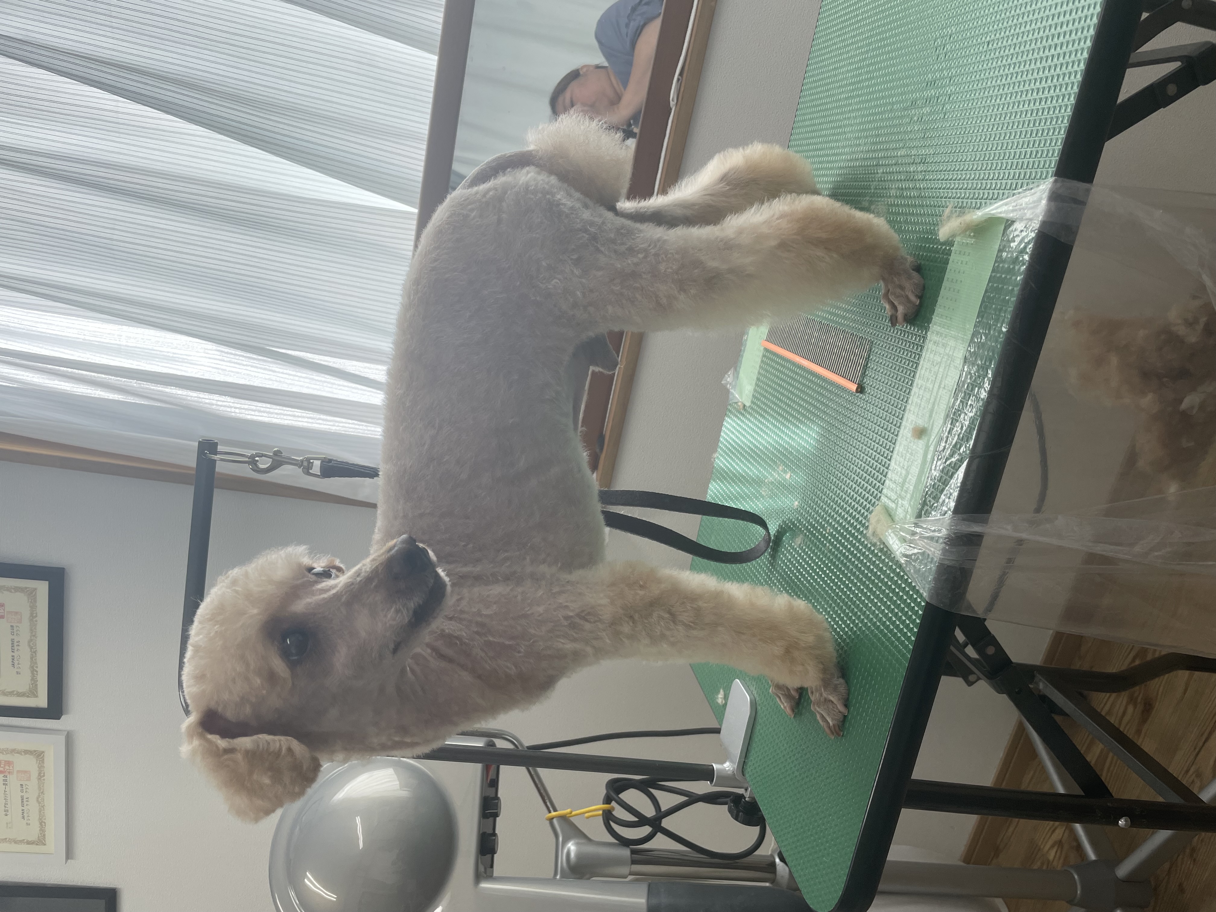 トイプードルのトリミングカット Dogplace Style Mの2枚目