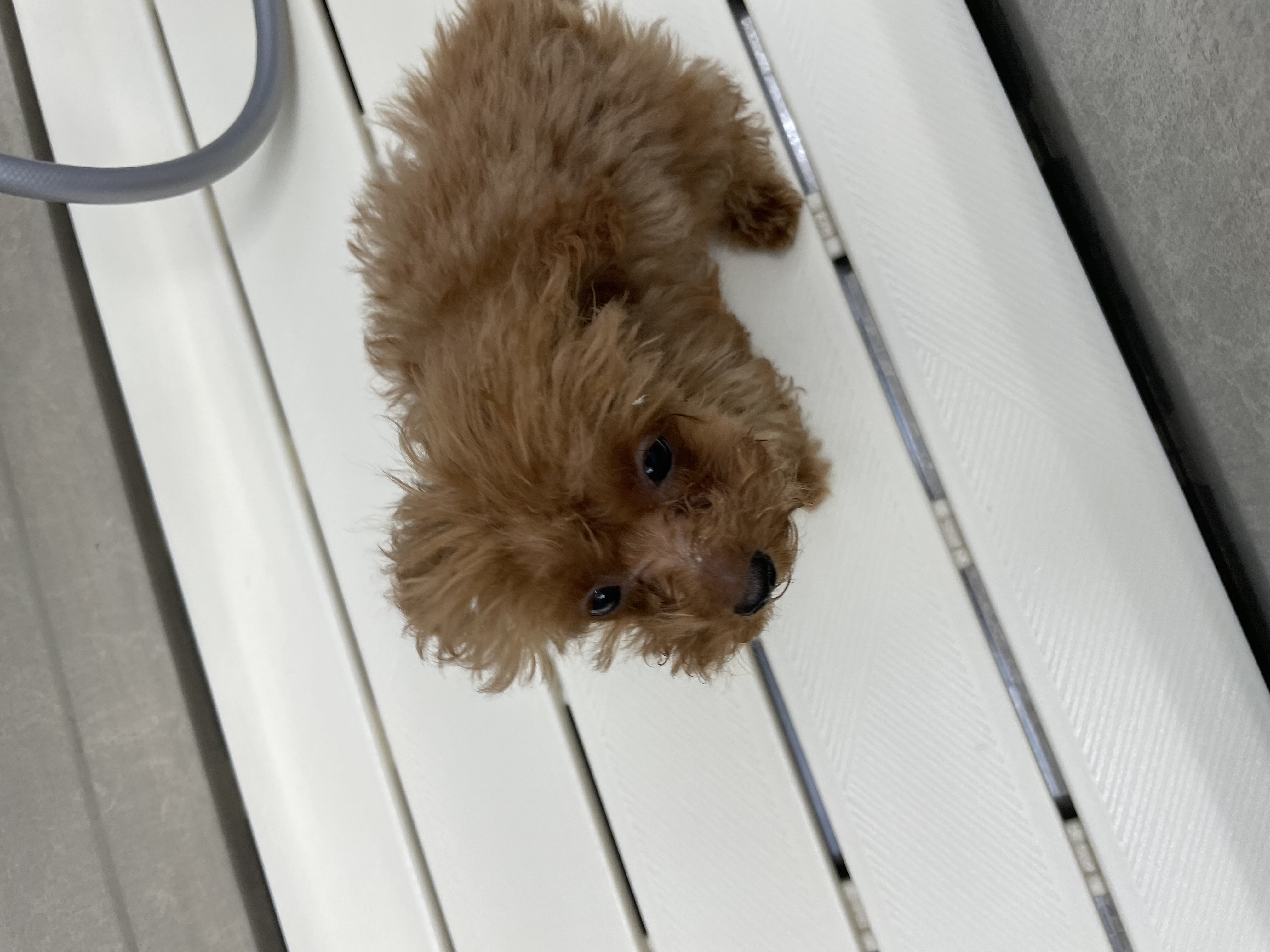 トイプードルのトリミングカット Dogplace Style Mの1枚目
