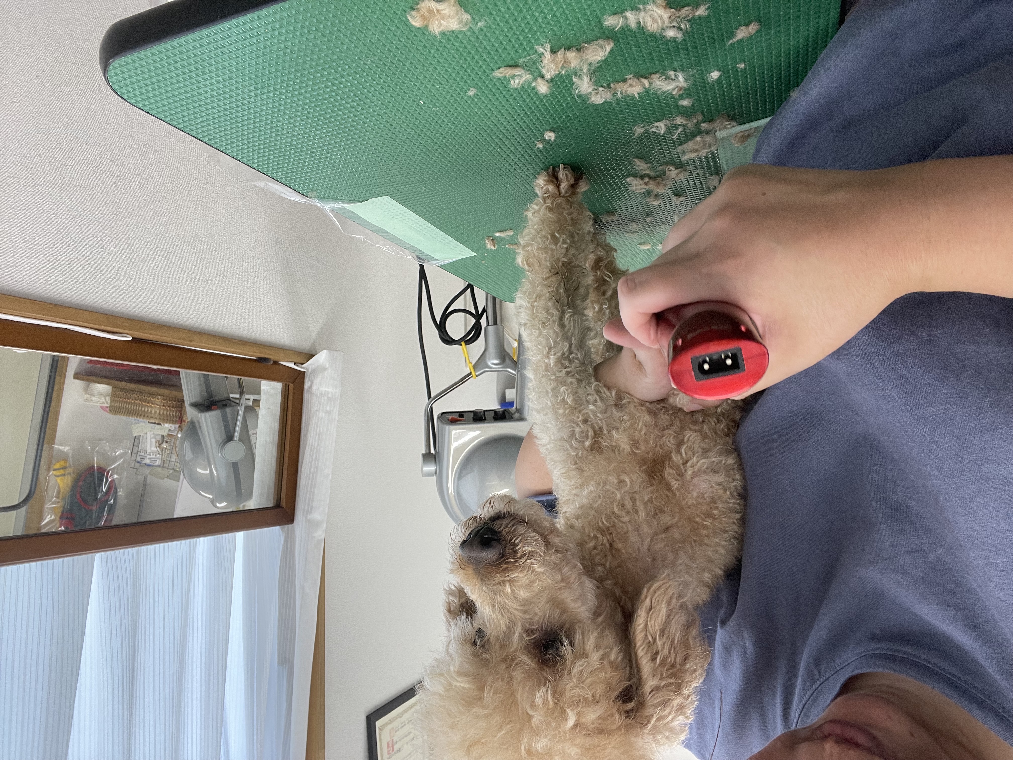 トイプードルのトリミングカット Dogplace Style Mの3枚目