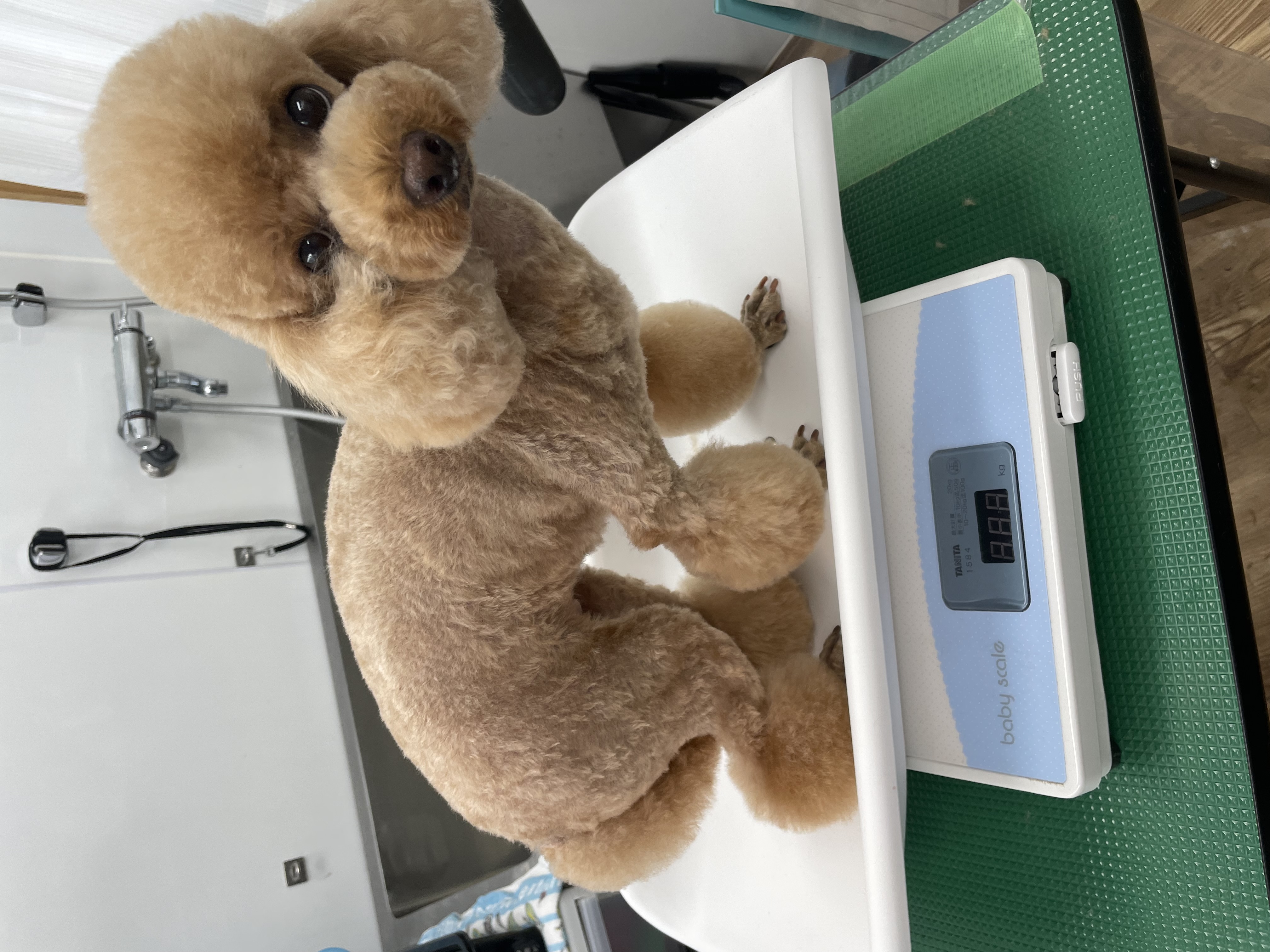 トイプードルのトリミングカット Dogplace Style Mの1枚目