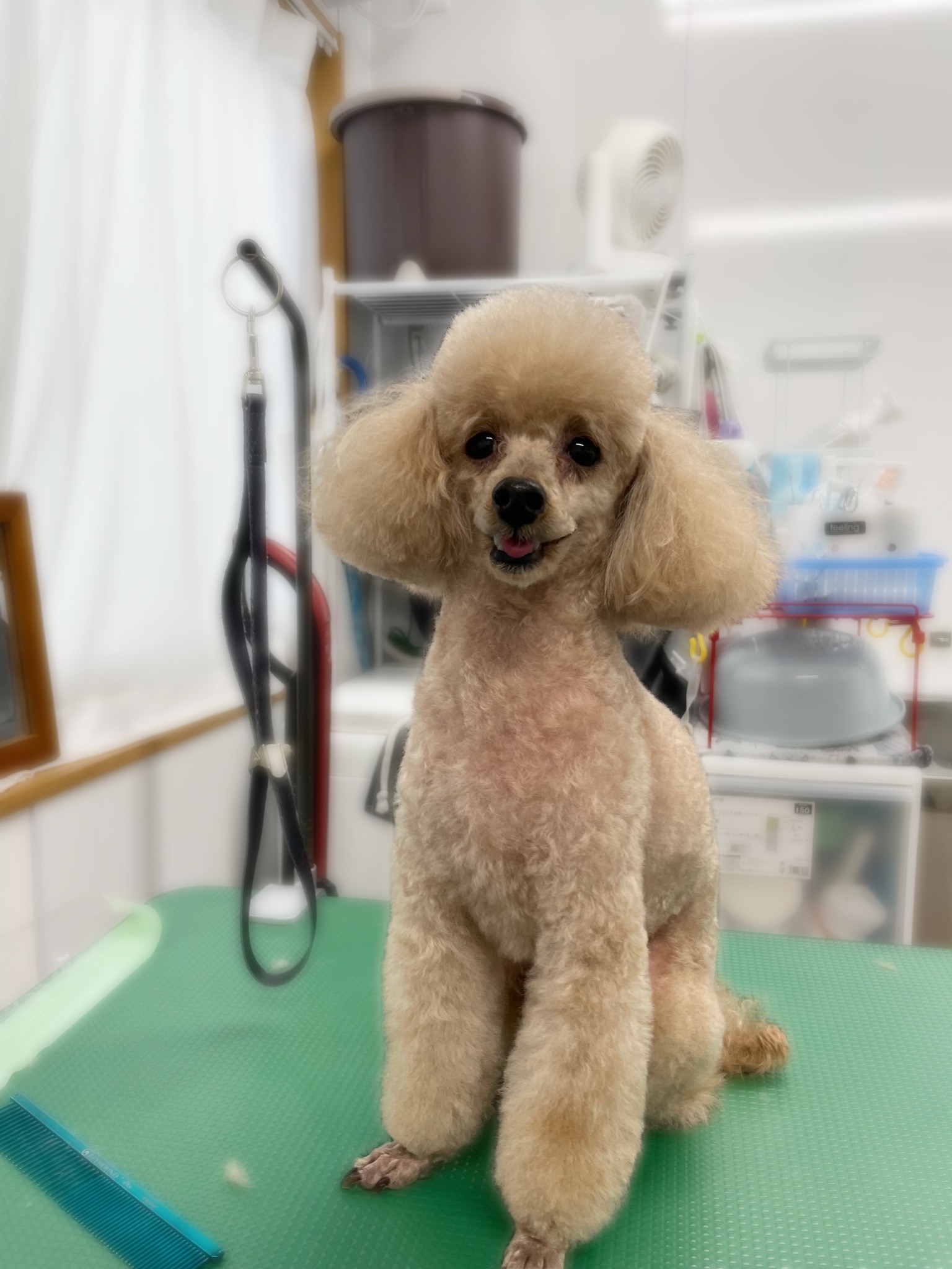 トイプードルのトリミングカット Dogplace Style Mの1枚目