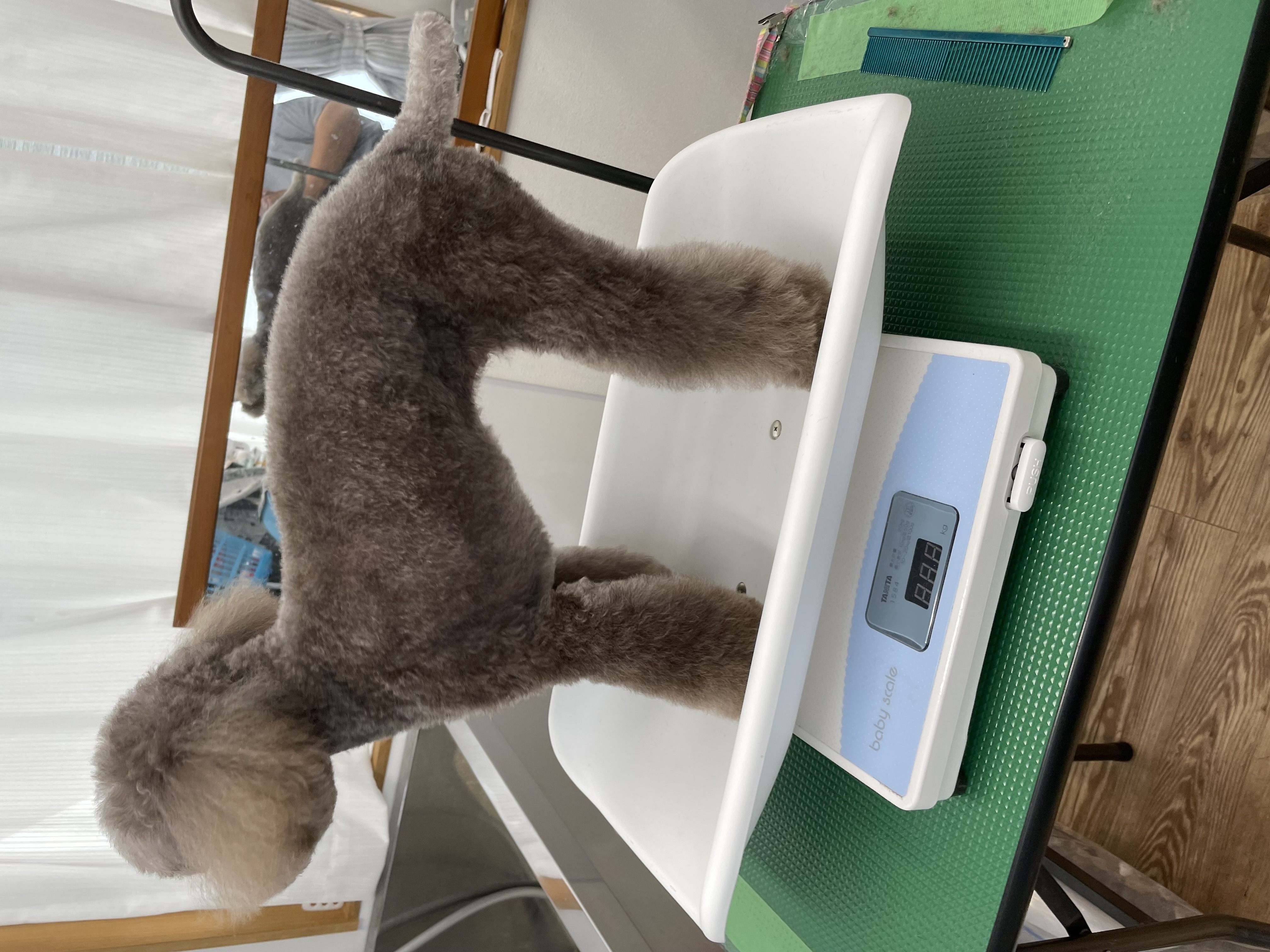 トイプードルのトリミングカット Dogplace Style Mの2枚目
