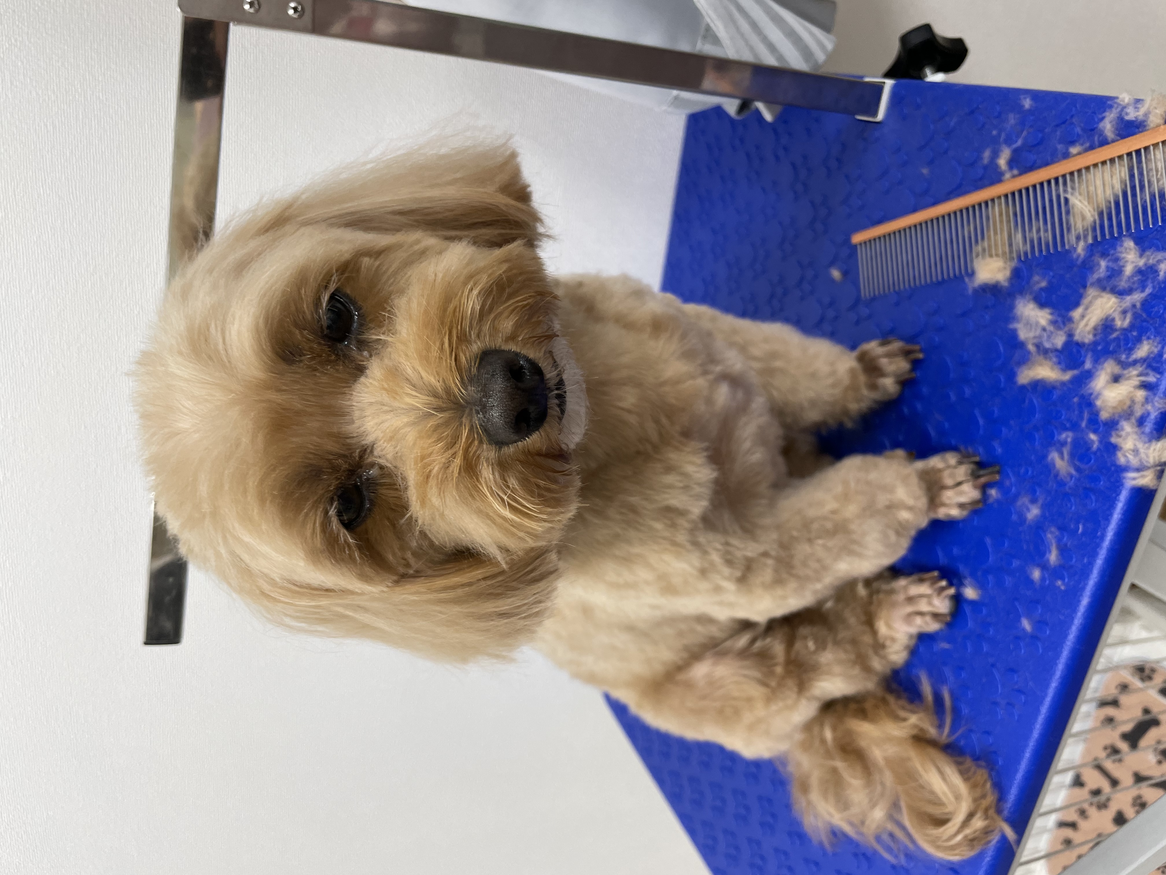 ミックス犬(その他)のトリミングカット Dogplace Style Mの1枚目