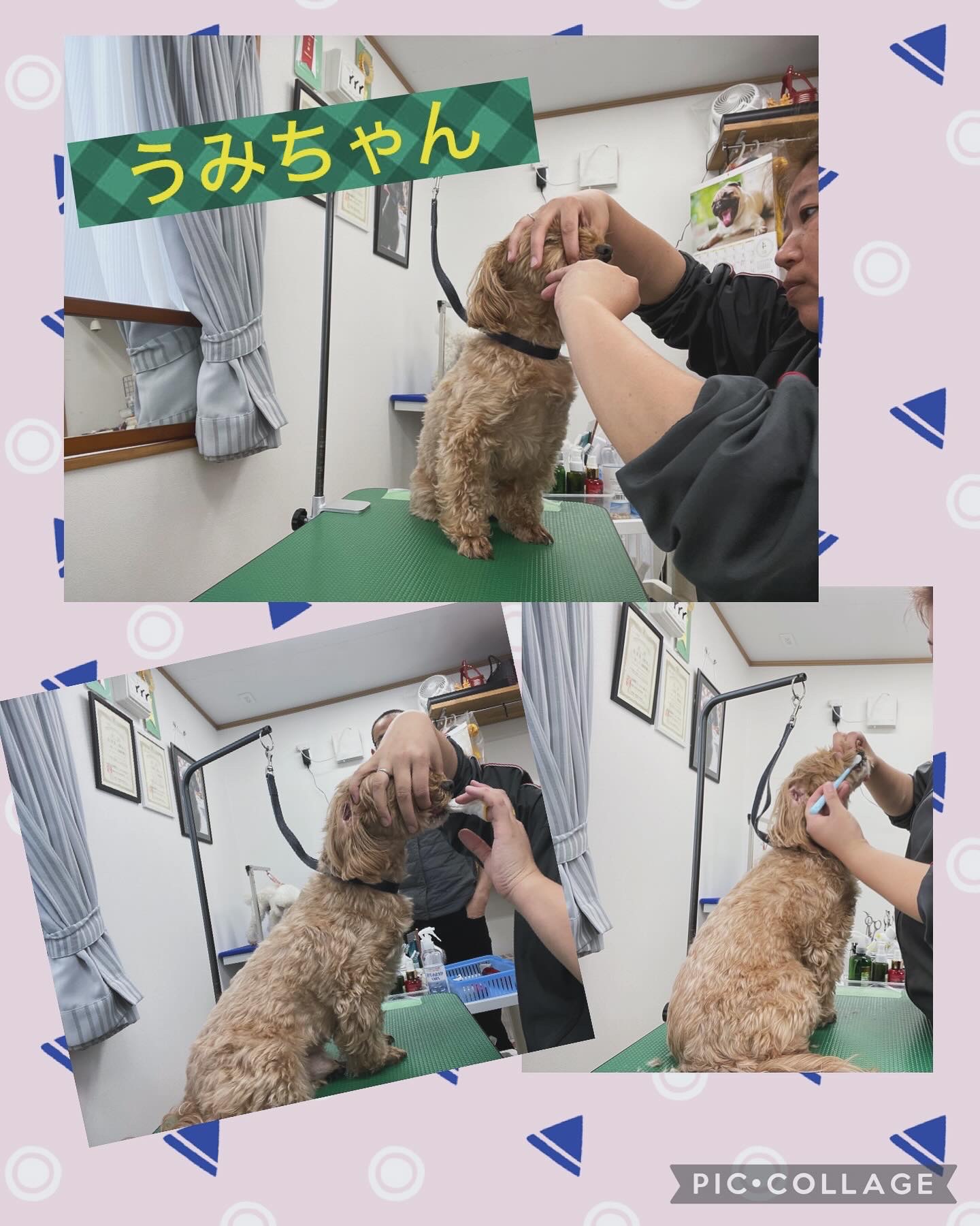 トリミングサロン Dogplace Style Mのトリミングカット-8679の5枚目