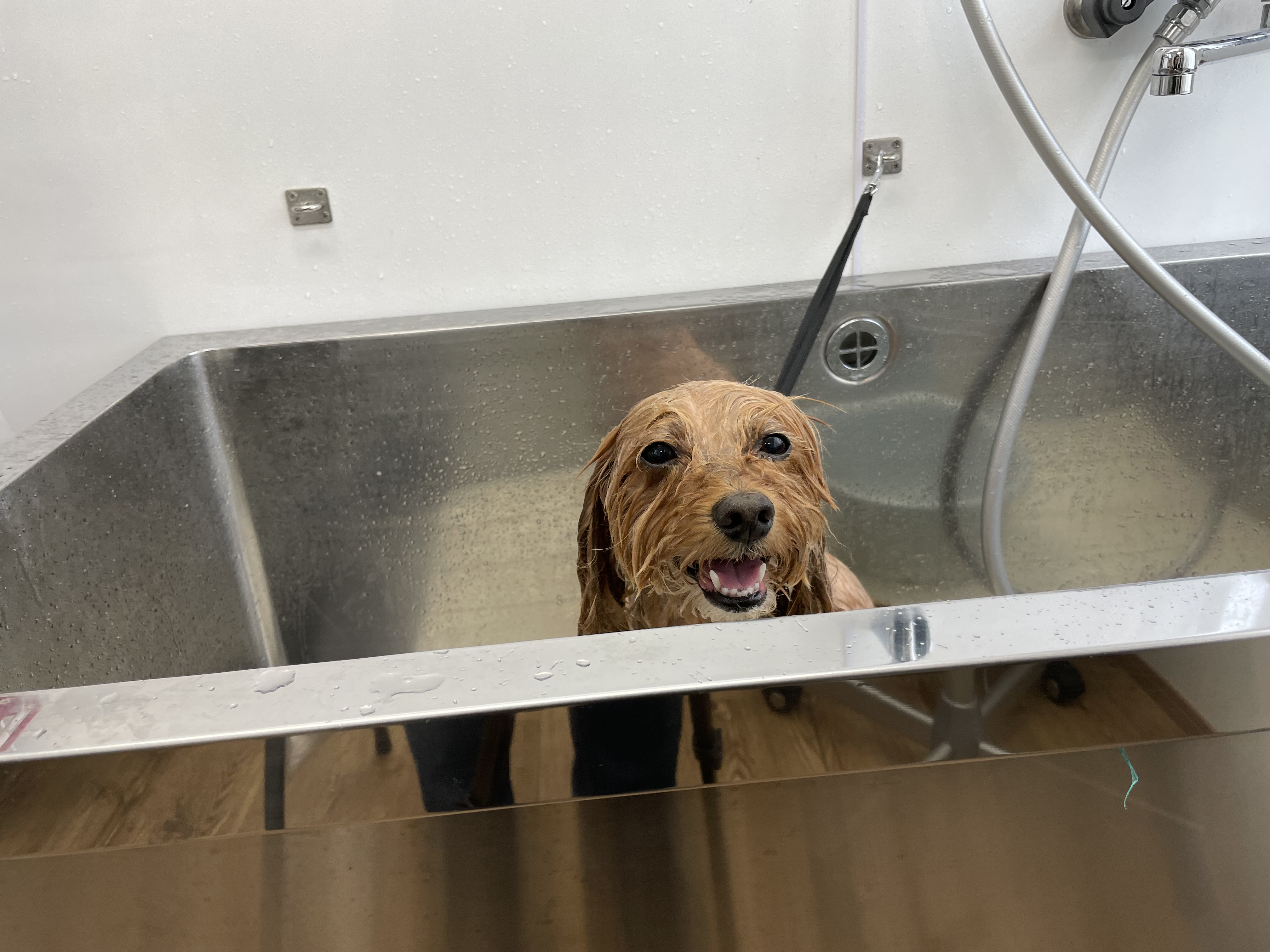 ミックス犬(その他)のトリミングカット Dogplace Style Mの2枚目