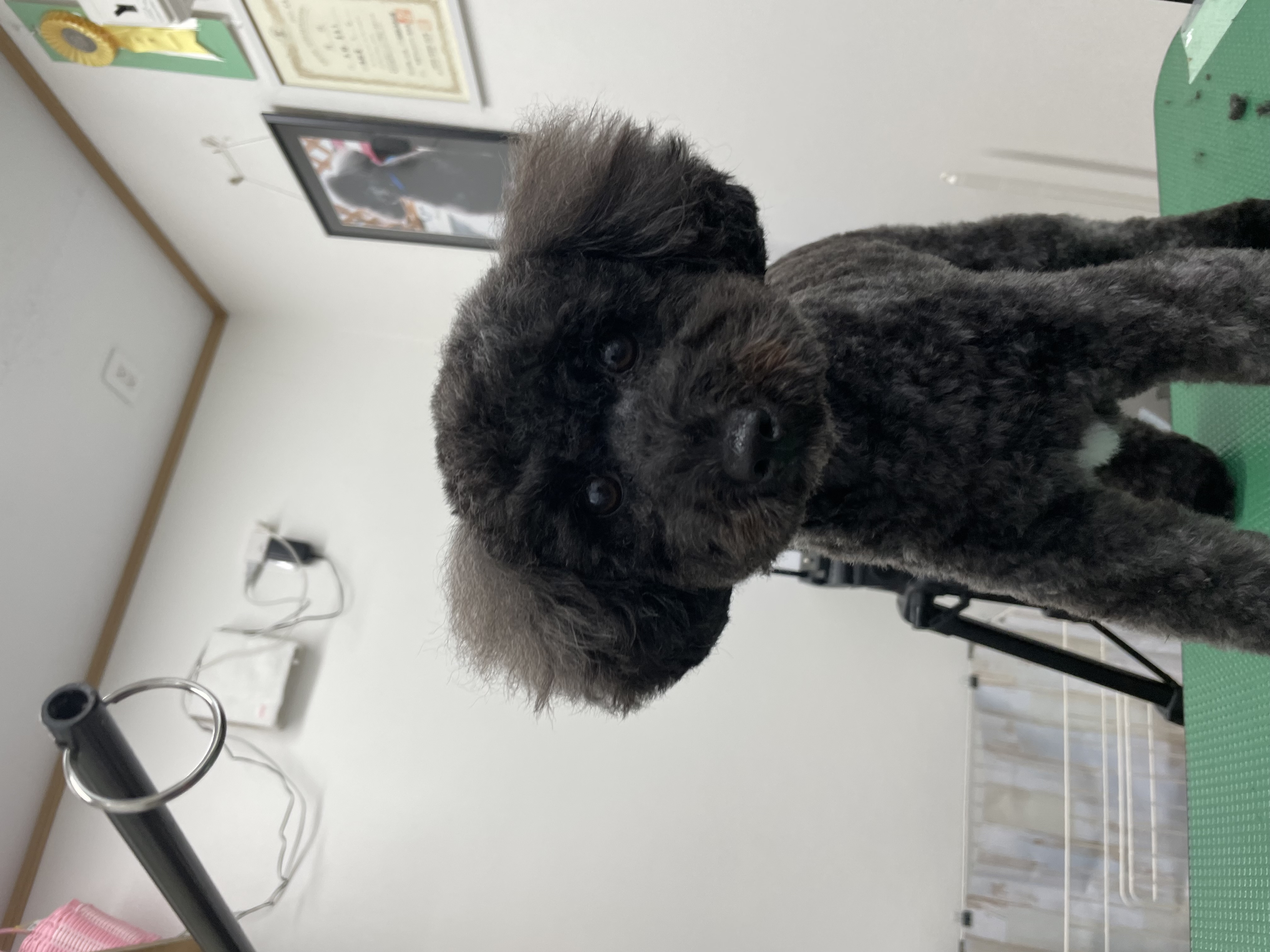 トイプードルのトリミングカット Dogplace Style Mの1枚目