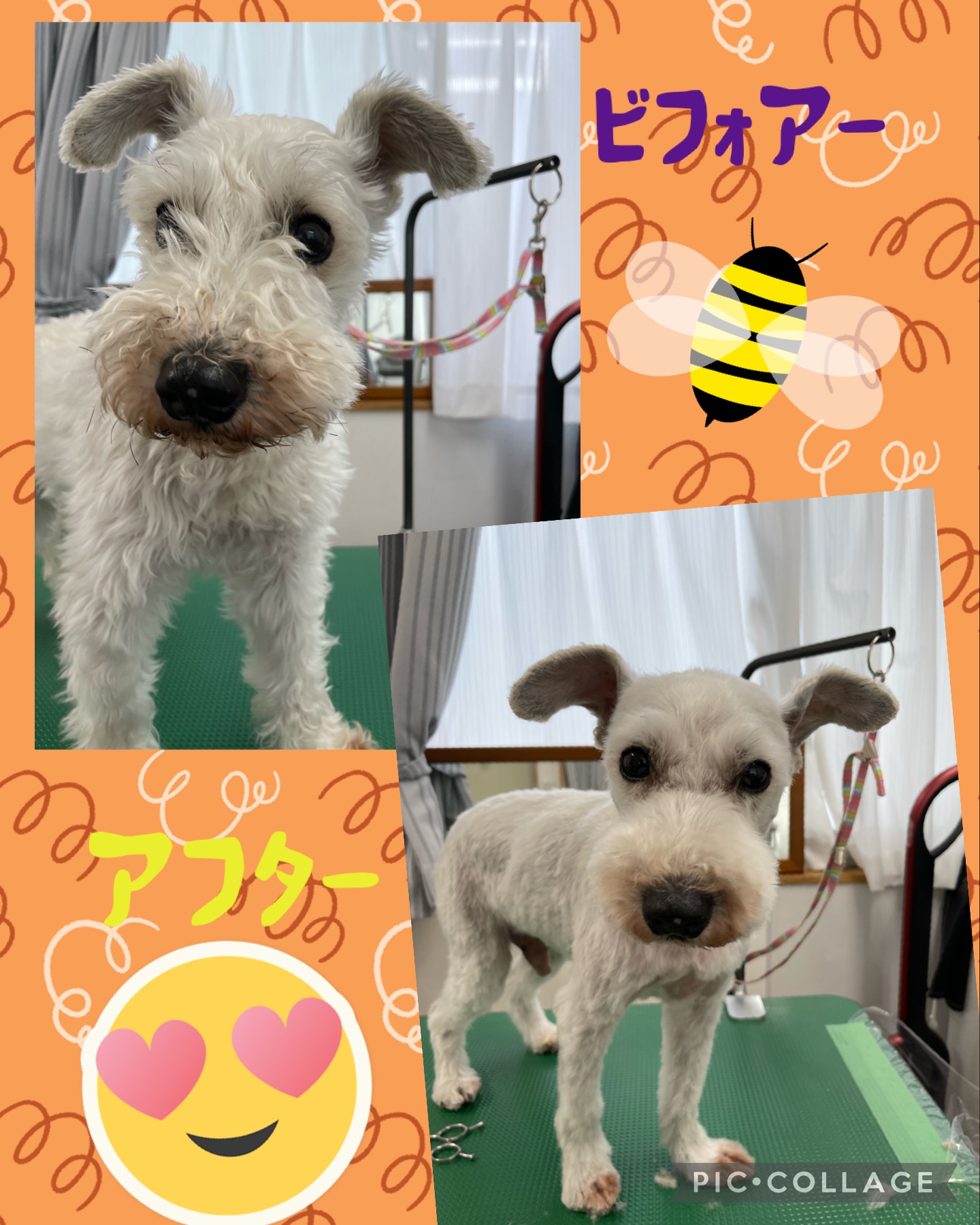 ミニチュアシュナウザーのトリミングカット Dogplace Style Mの1枚目