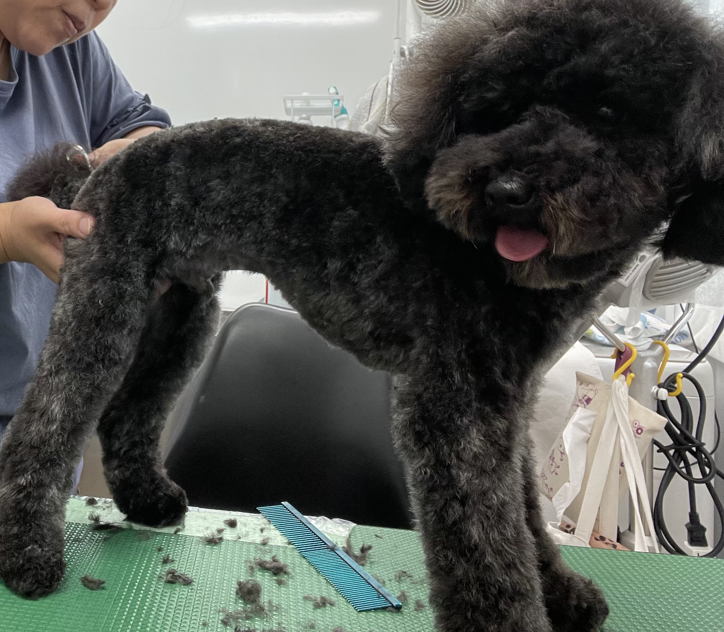 トイプードルのトリミングカット Dogplace Style Mの4枚目