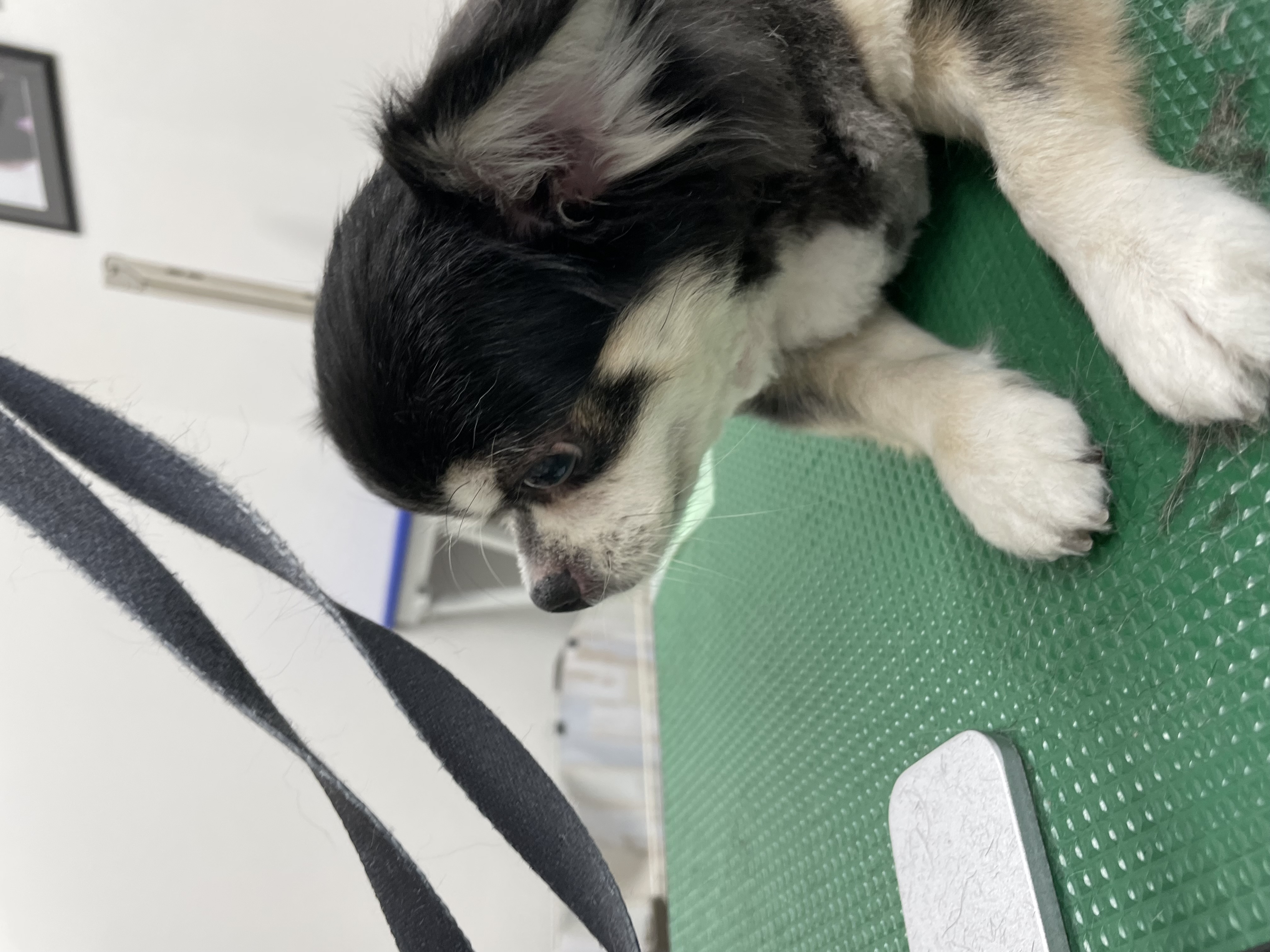 チワワのトリミングカット Dogplace Style Mの3枚目