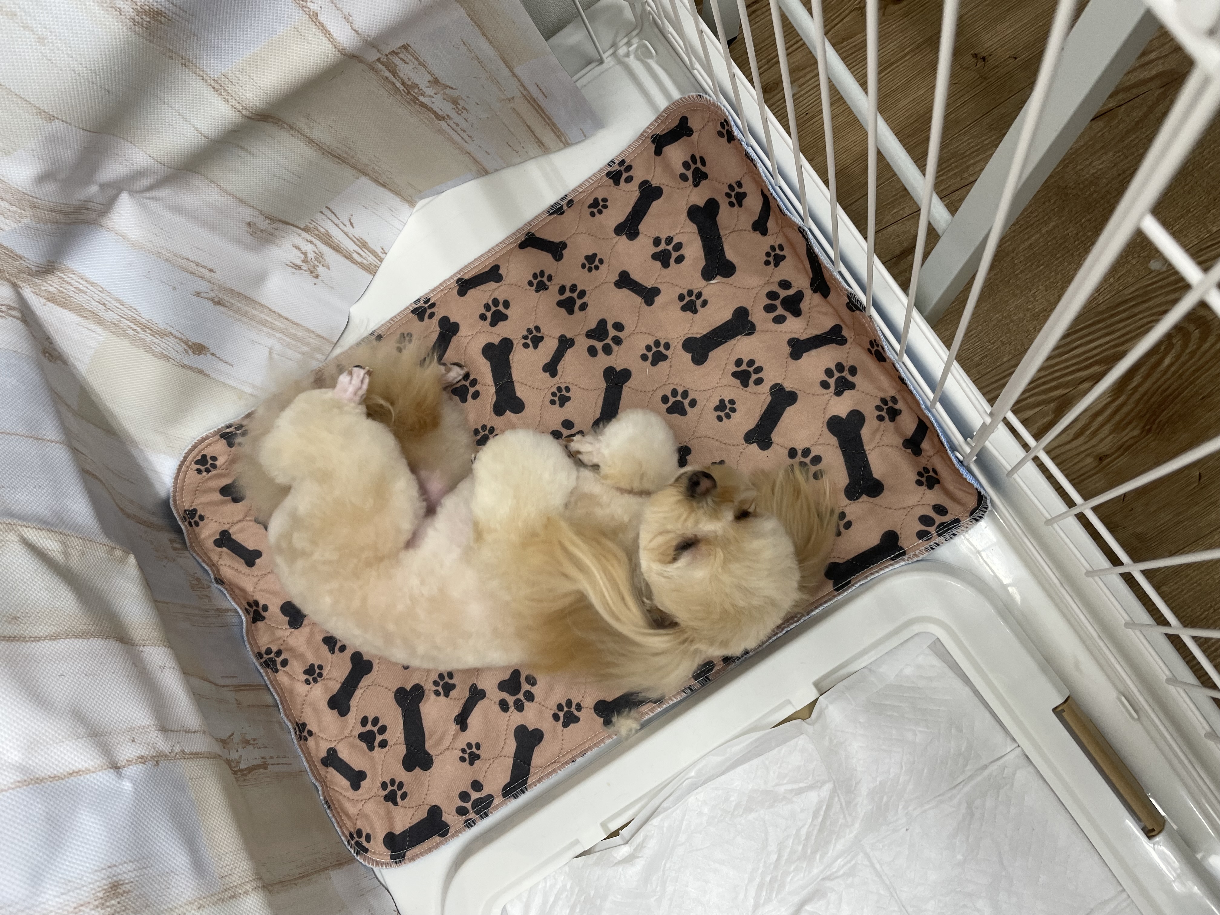 ミックス犬(その他)のトリミングカット Dogplace Style Mの5枚目