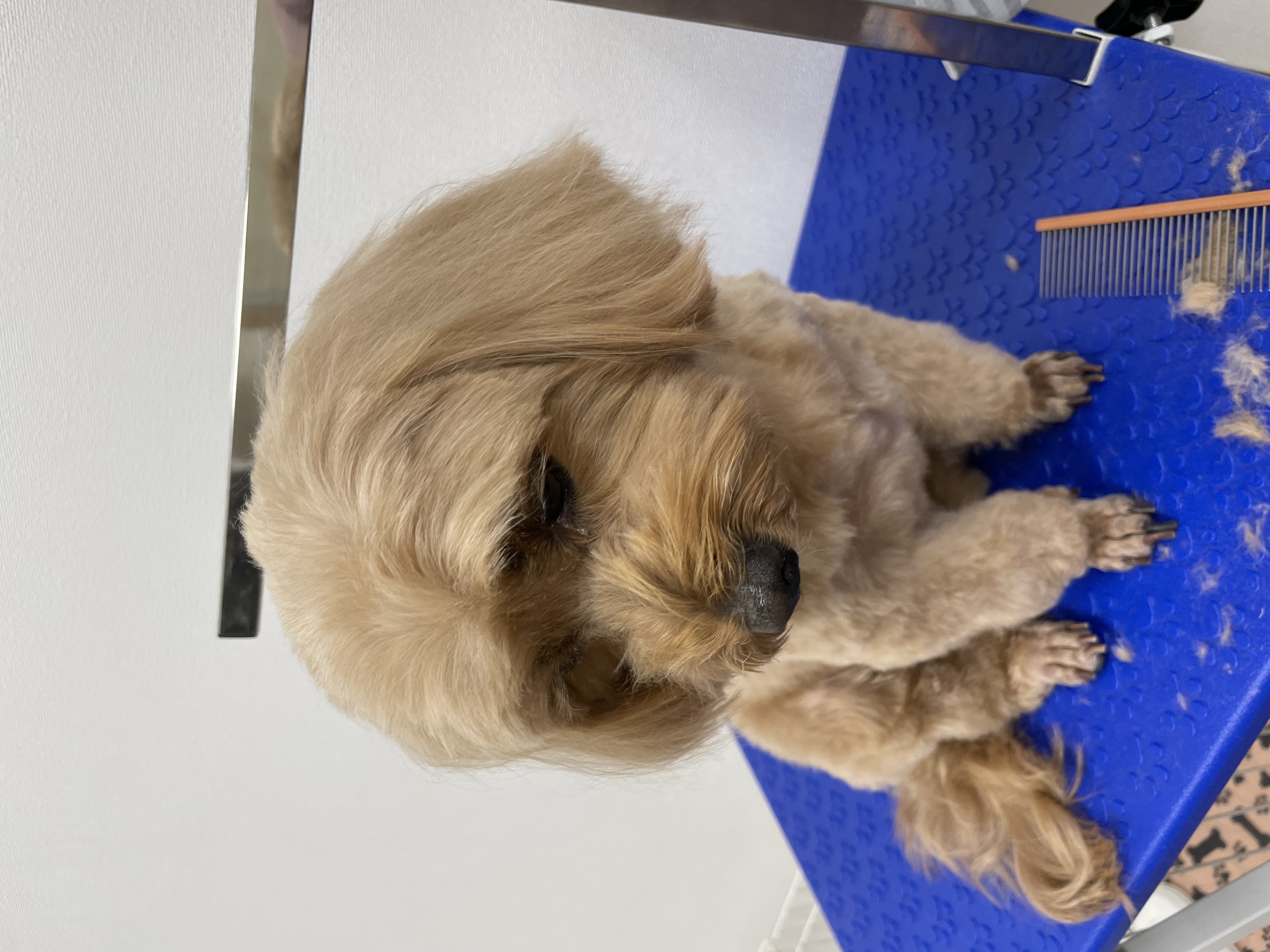 ミックス犬(その他)のトリミングカット Dogplace Style Mの2枚目