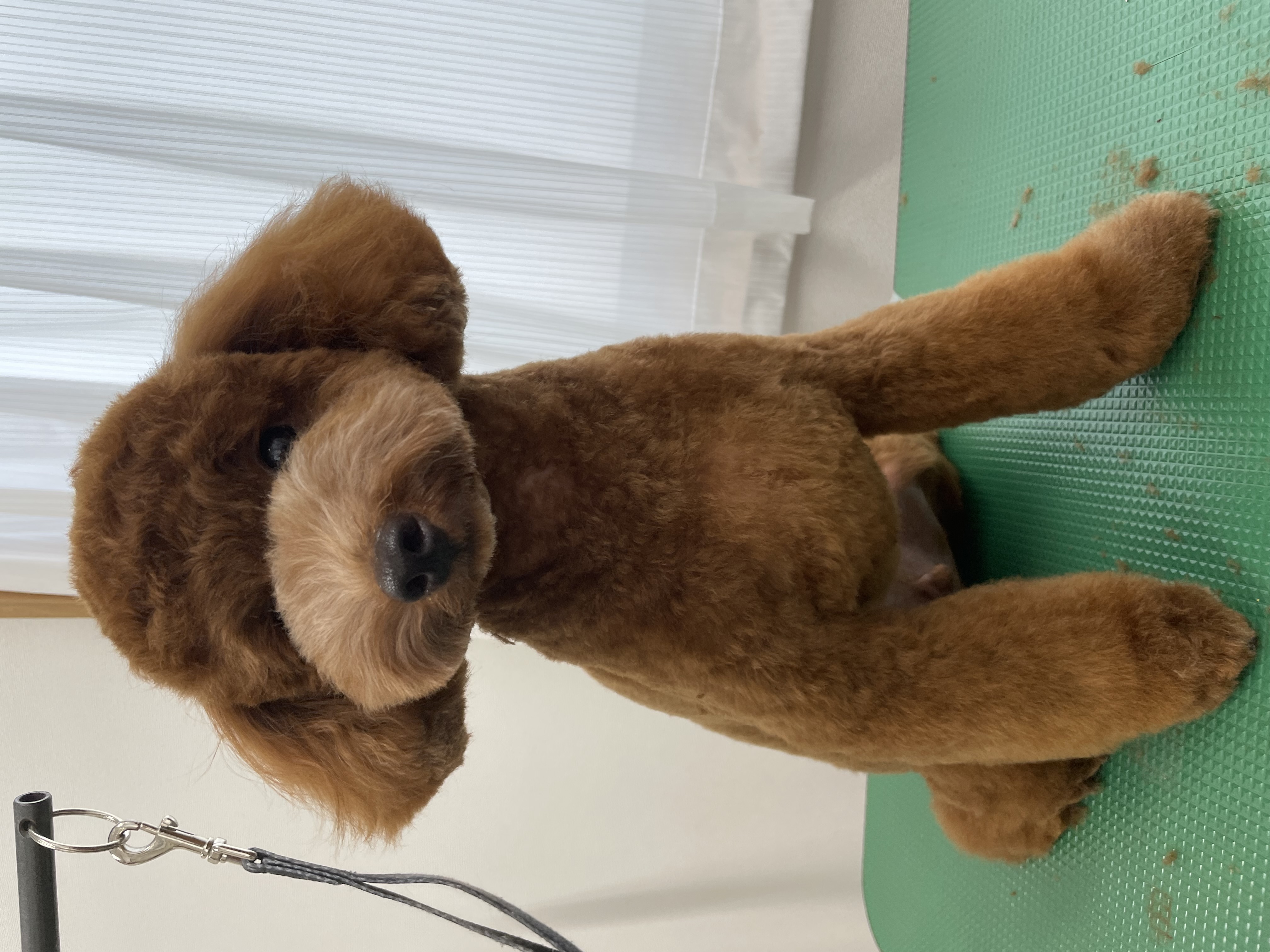 トイプードルのトリミングカット Dogplace Style Mの1枚目