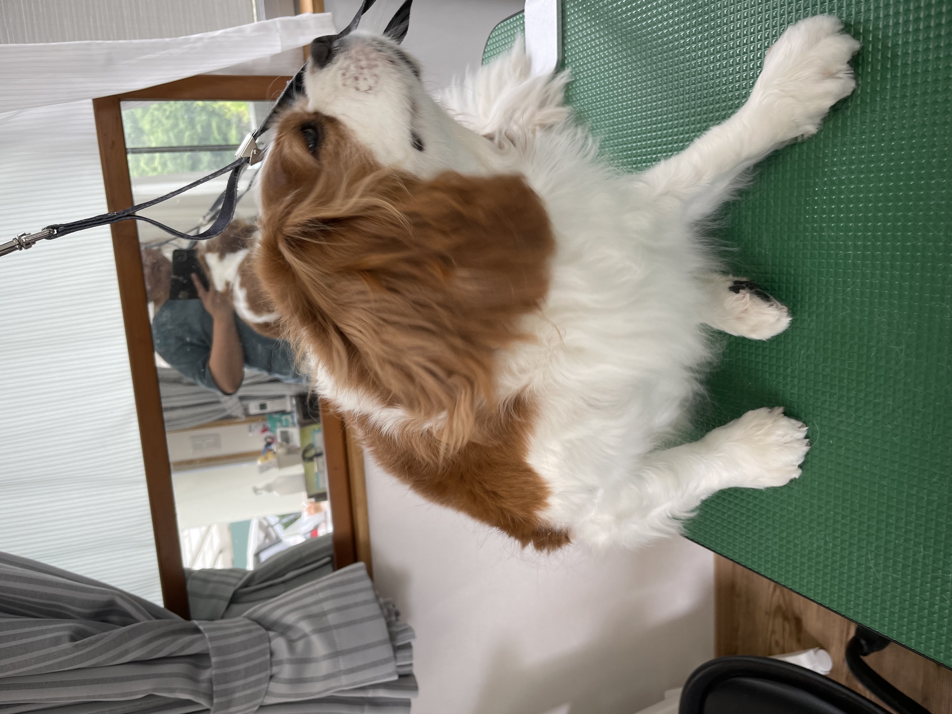 キャバリアキングチャールズスパニエルのトリミングカット Dogplace Style Mの4枚目