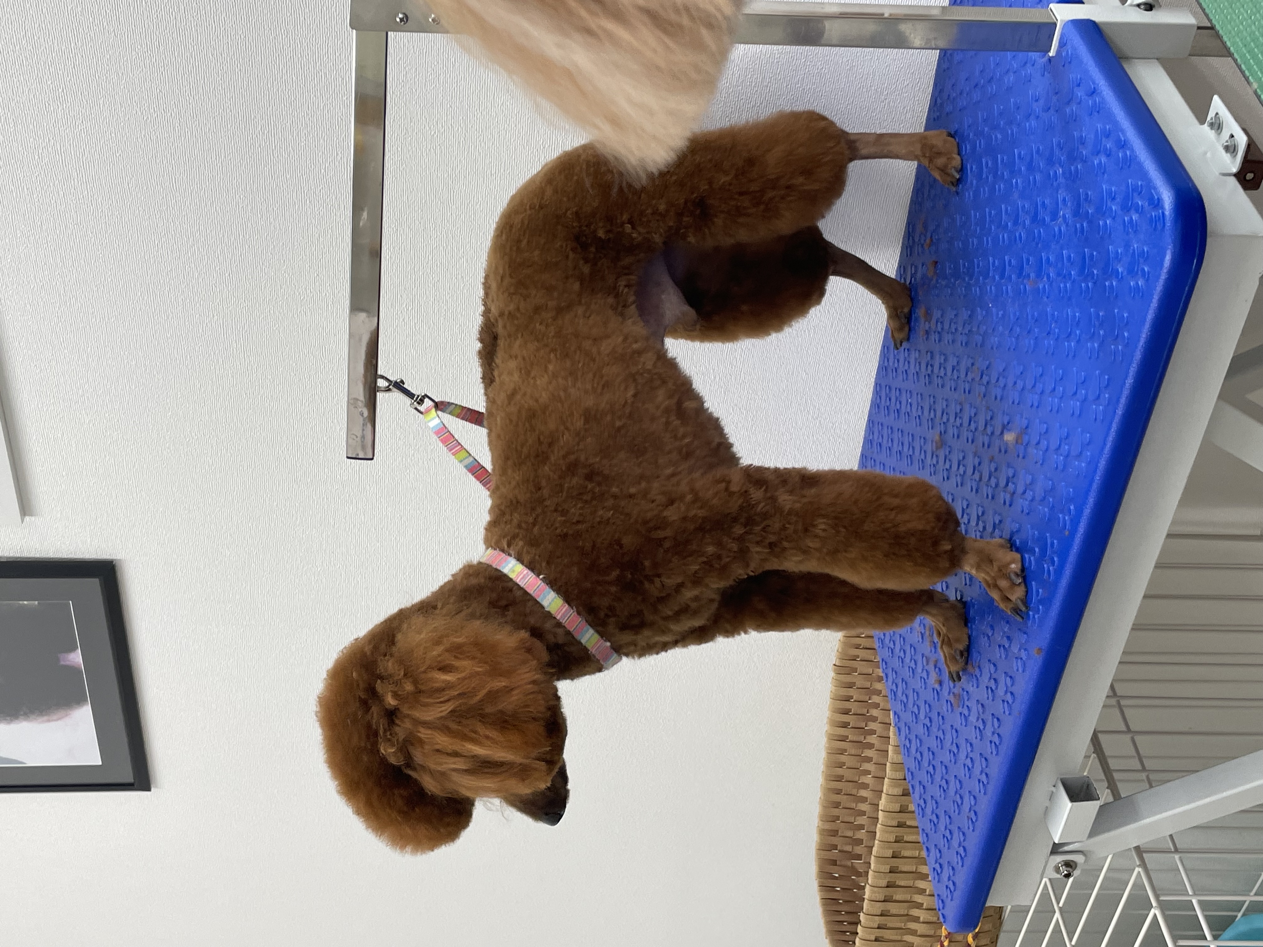 トイプードルのトリミングカット Dogplace Style Mの1枚目